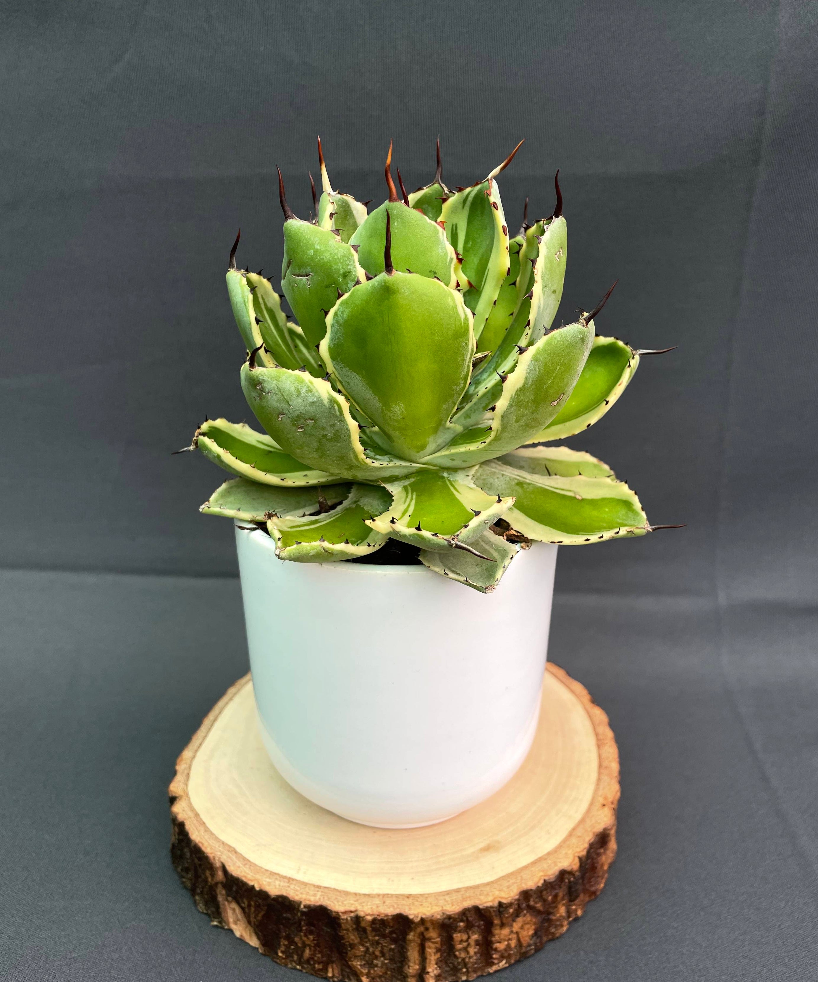 Agave Potatorum 'Kissho Kan' Variegated Medium