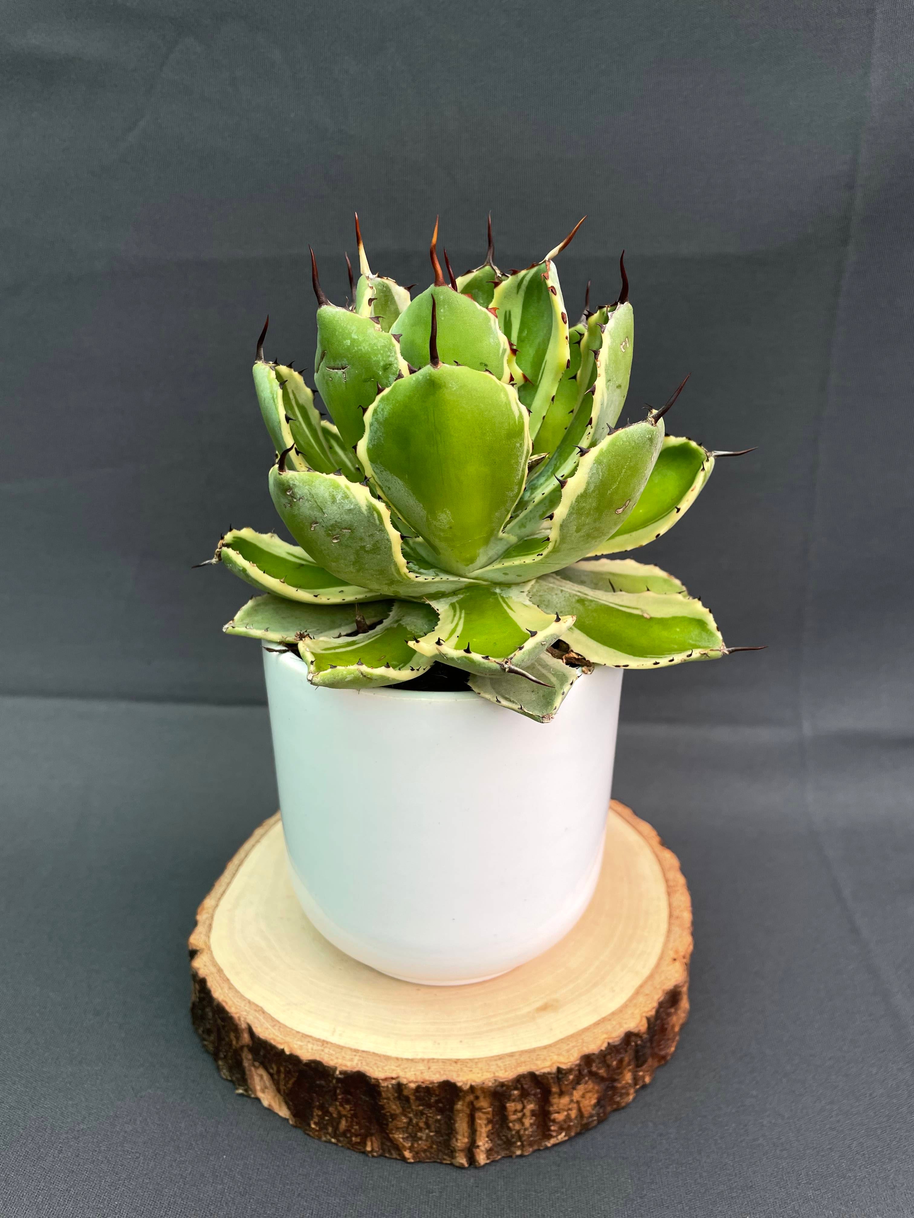 Agave Potatorum 'Kissho Kan' Variegated Medium