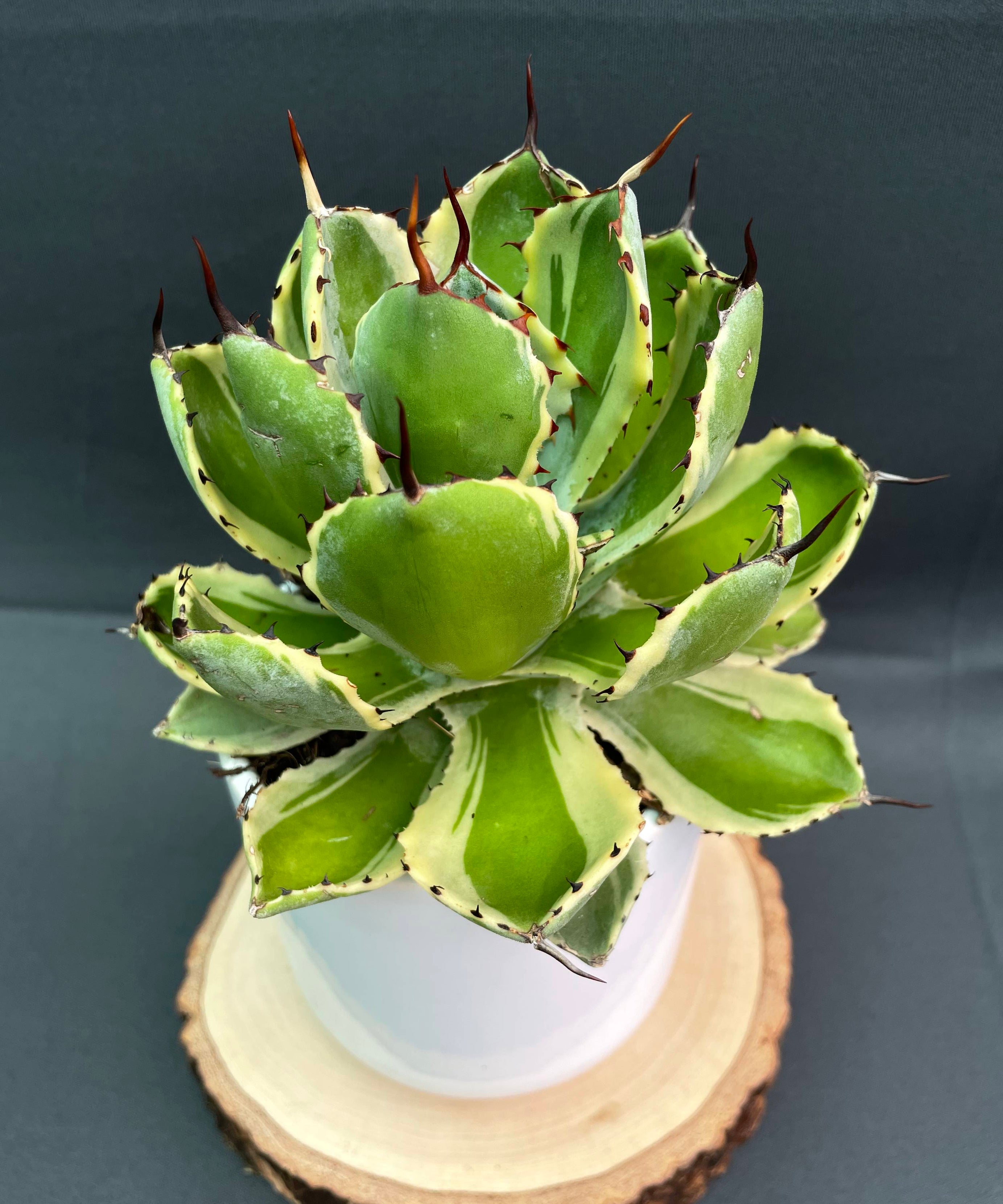Agave Potatorum 'Kissho Kan' Variegated Medium