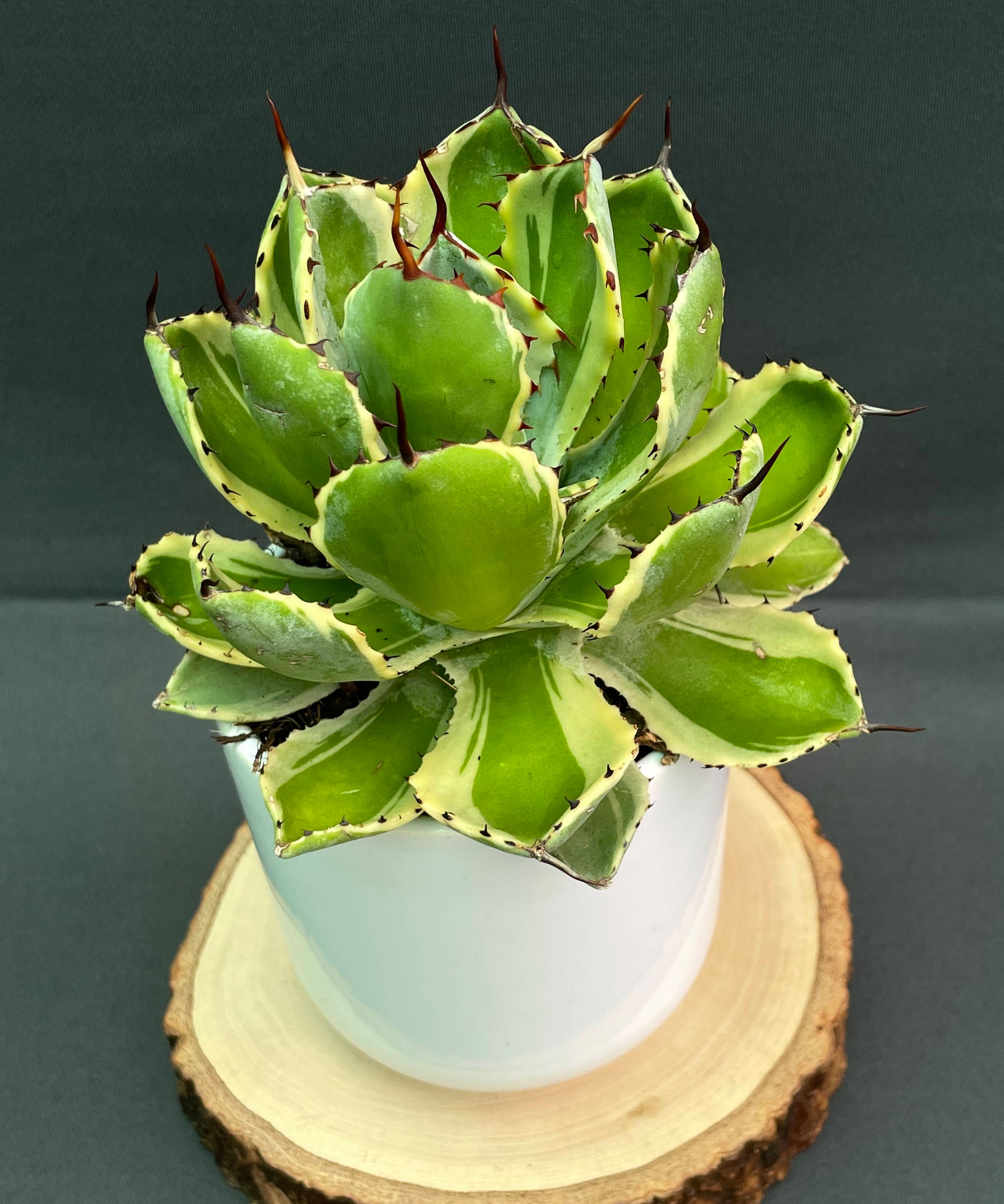 Agave Potatorum 'Kissho Kan' Variegated Medium