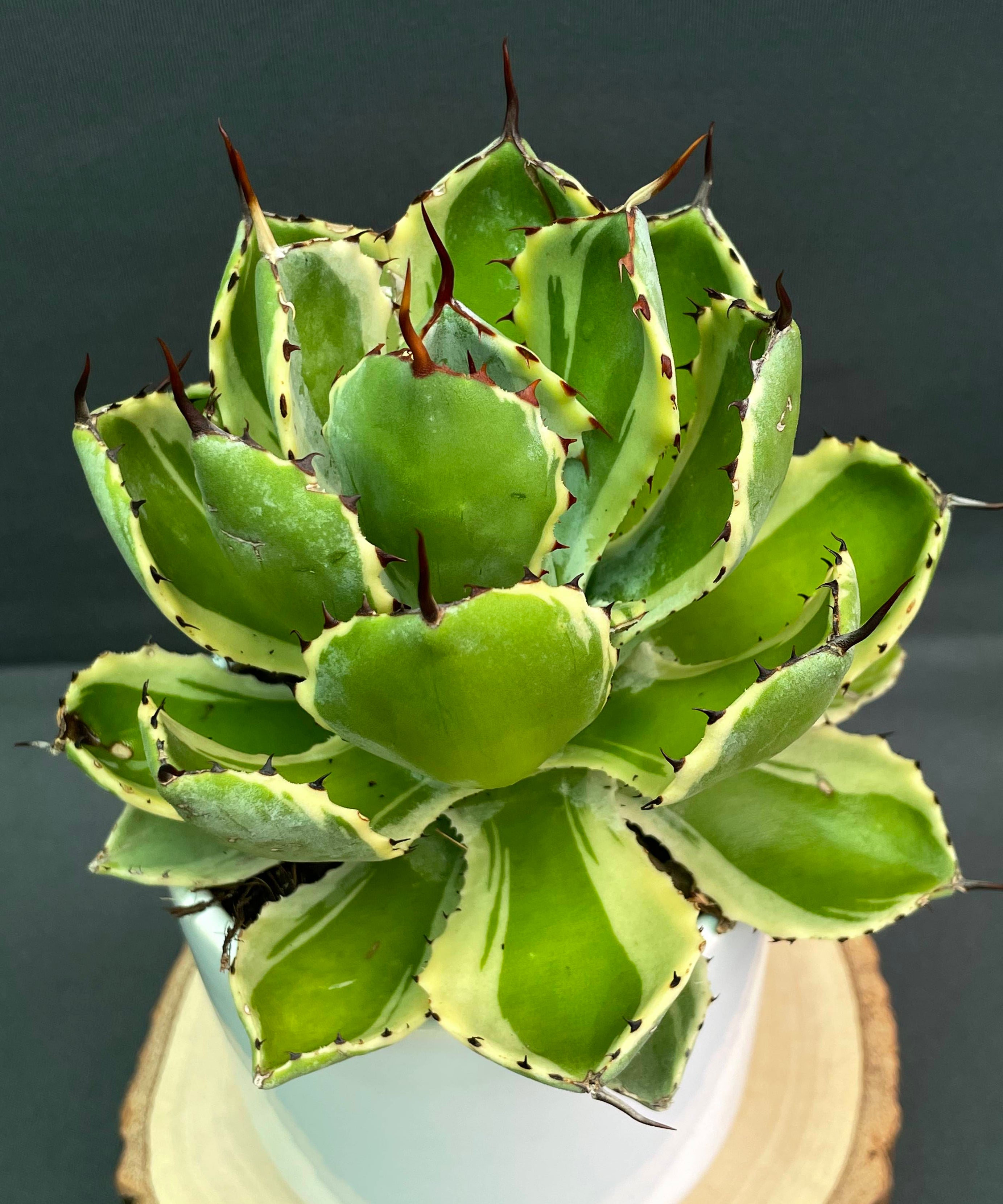 Agave Potatorum 'Kissho Kan' Variegated Medium