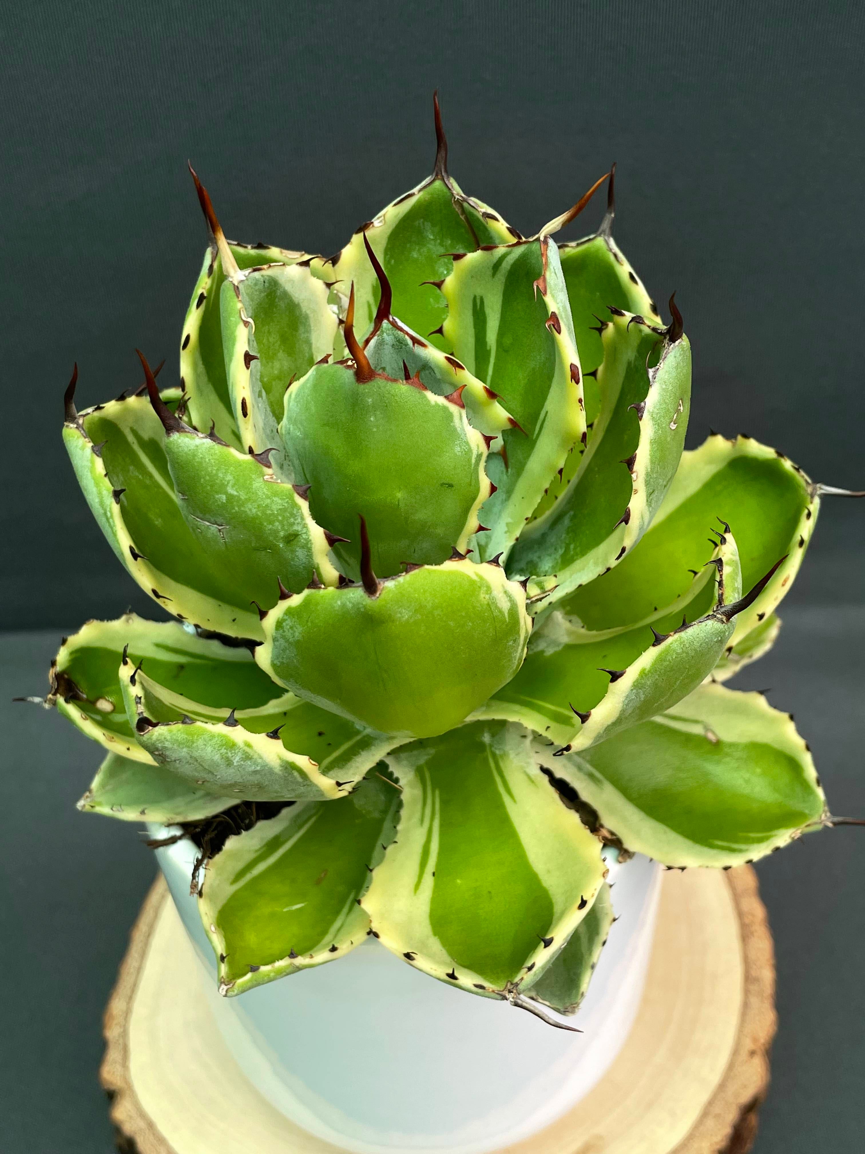 Agave Potatorum 'Kissho Kan' Variegated Medium