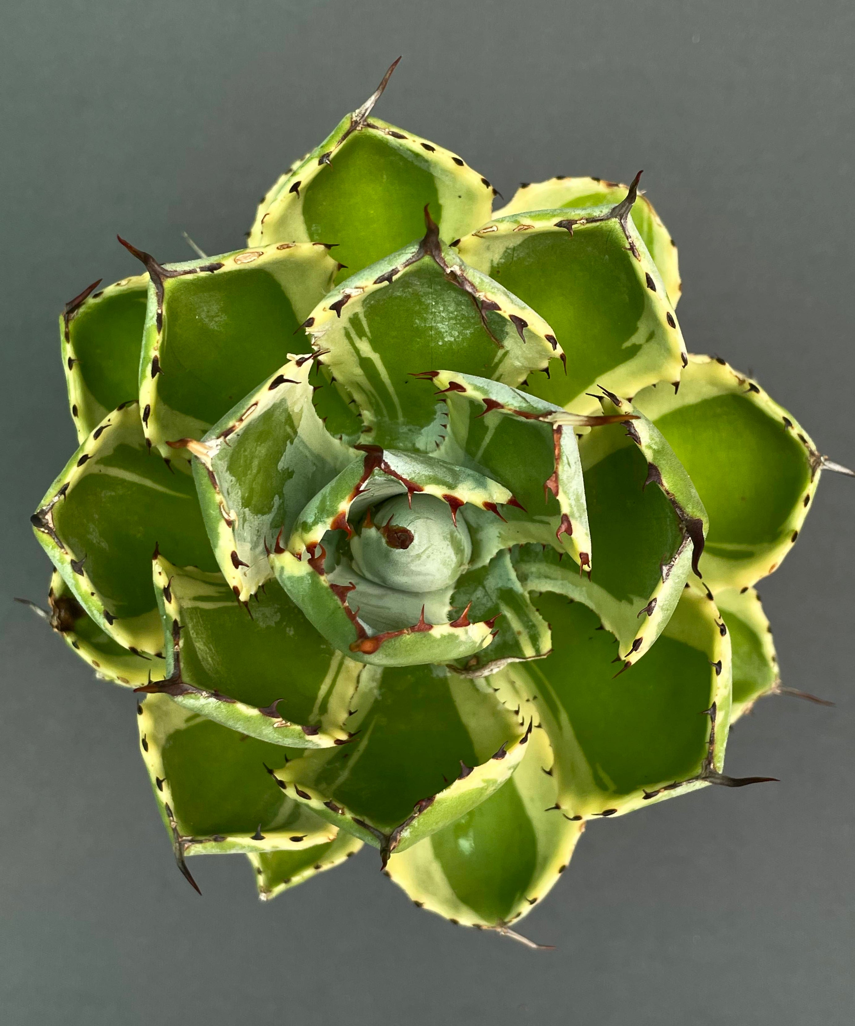 Agave Potatorum 'Kissho Kan' Variegated Medium