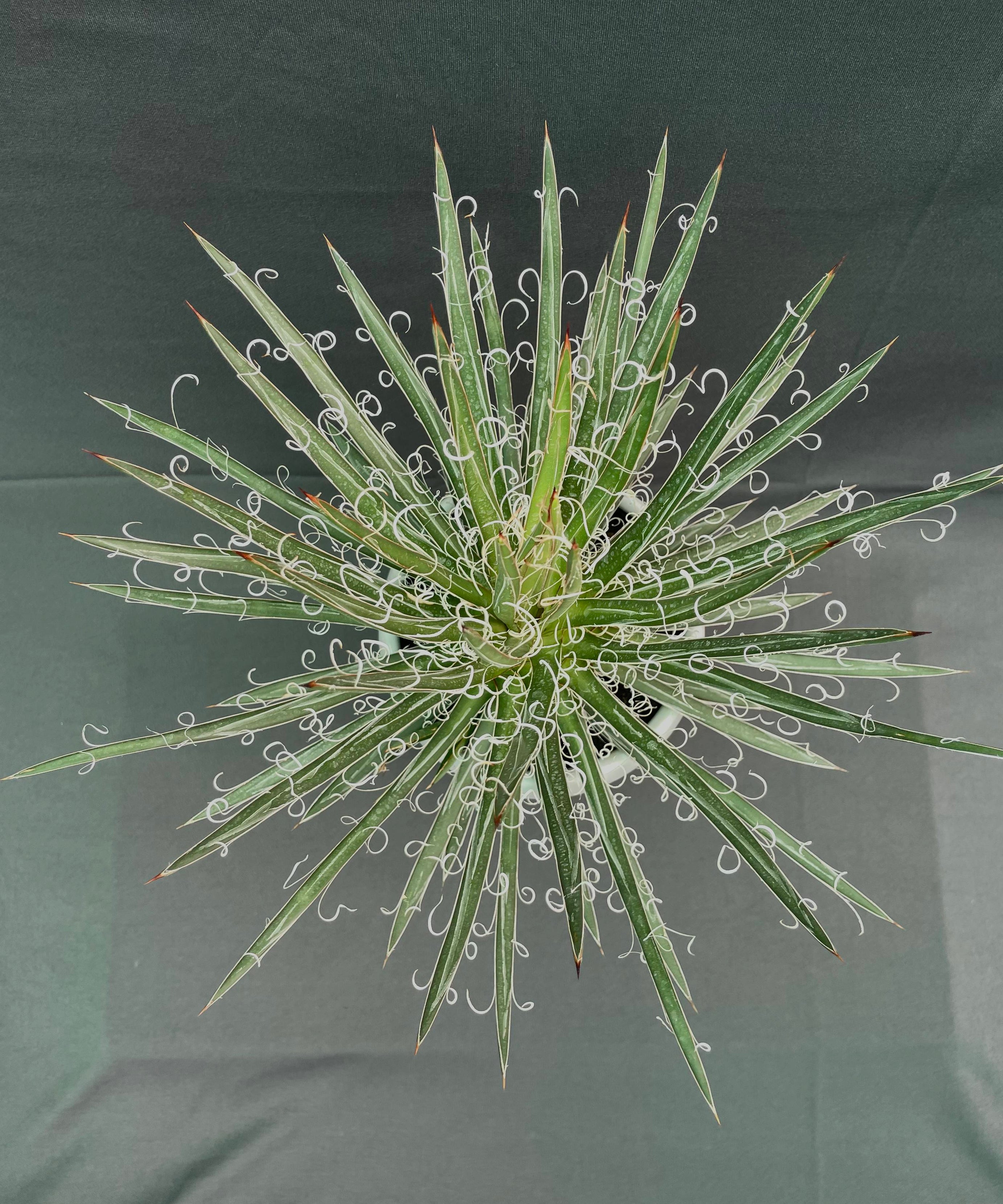 Agave Leopoldi Variegated Cv Hammertime Big