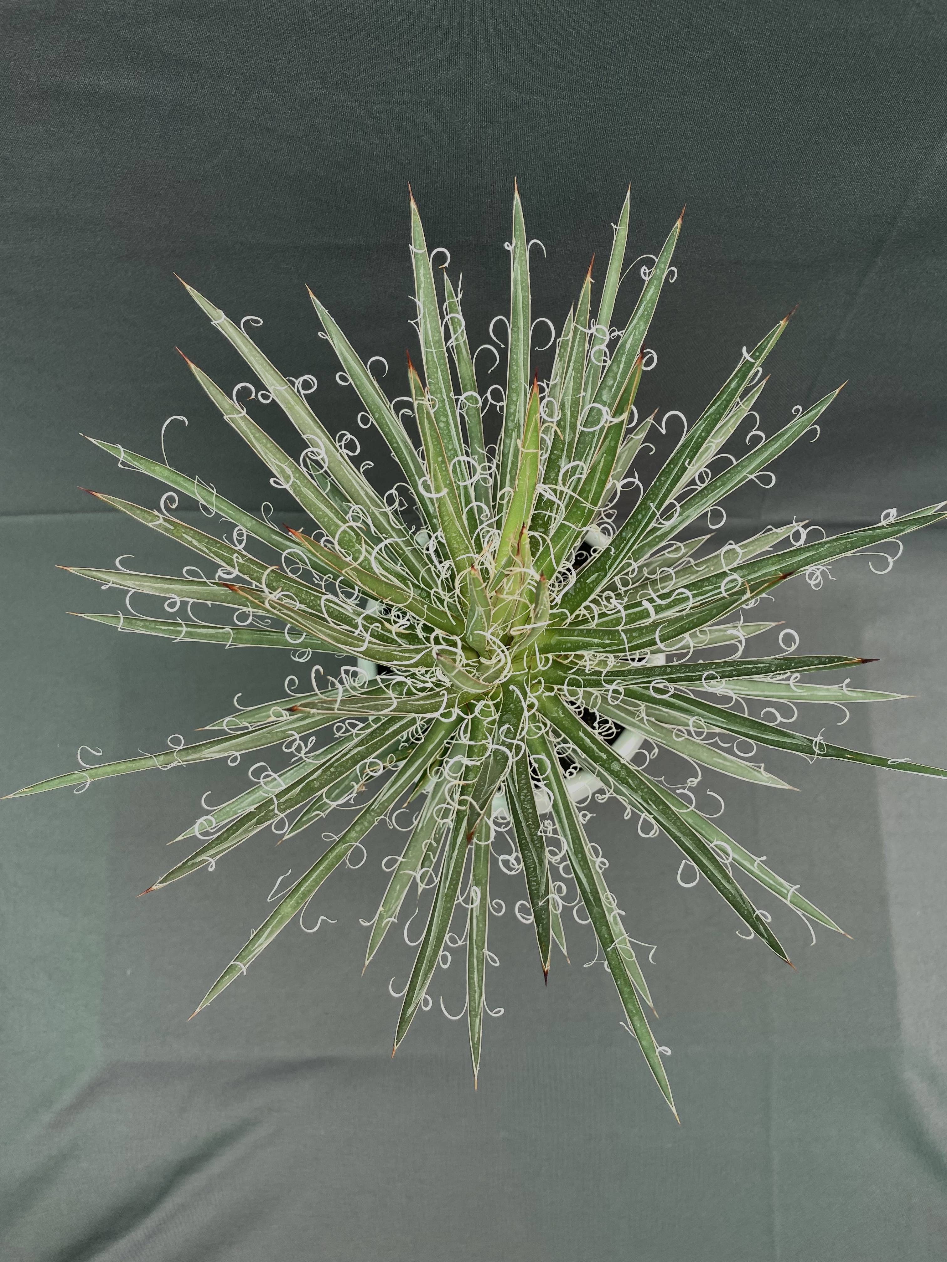 Agave Leopoldi Variegated Cv Hammertime Big