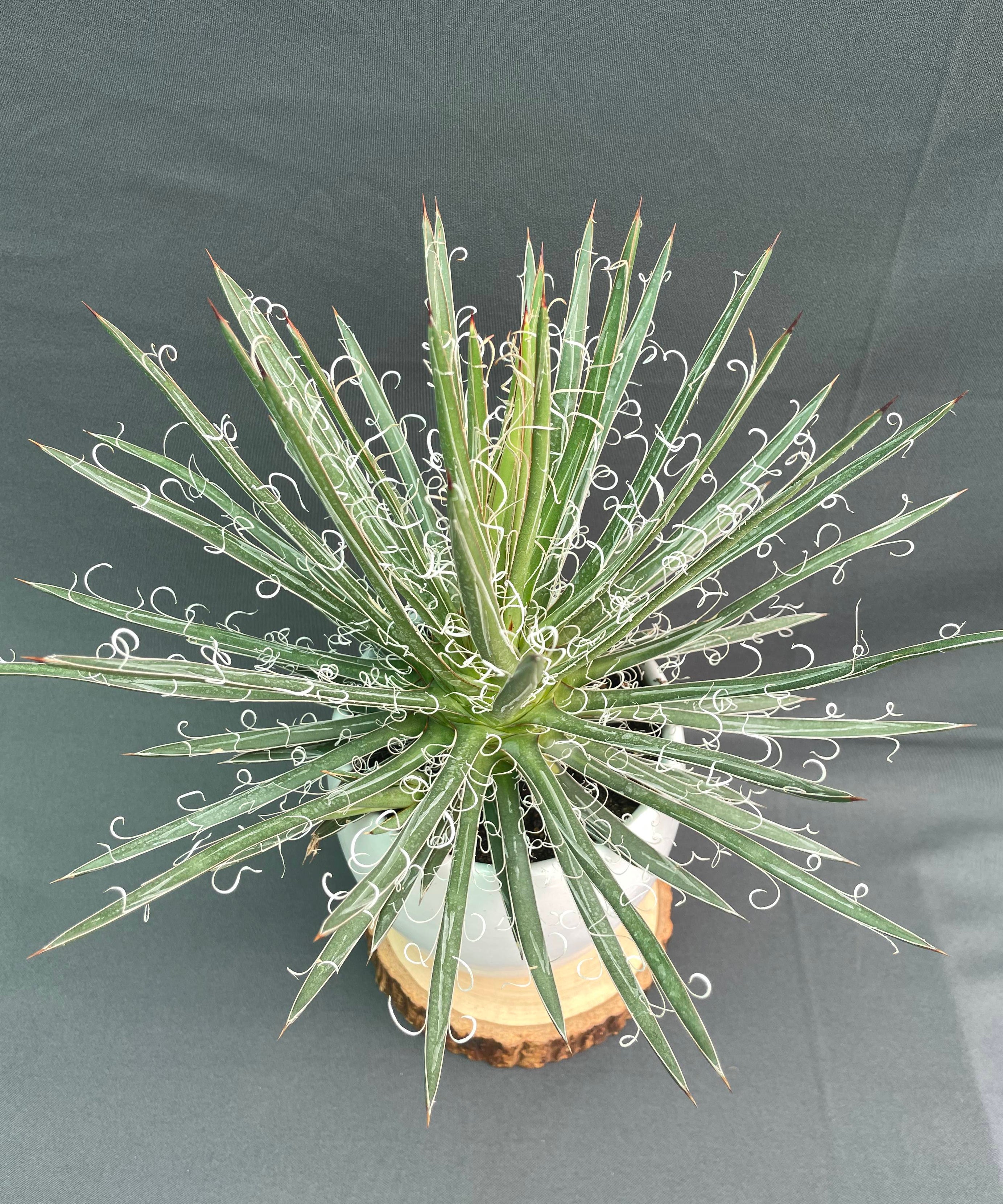 Agave Leopoldi Variegated Cv Hammertime Big