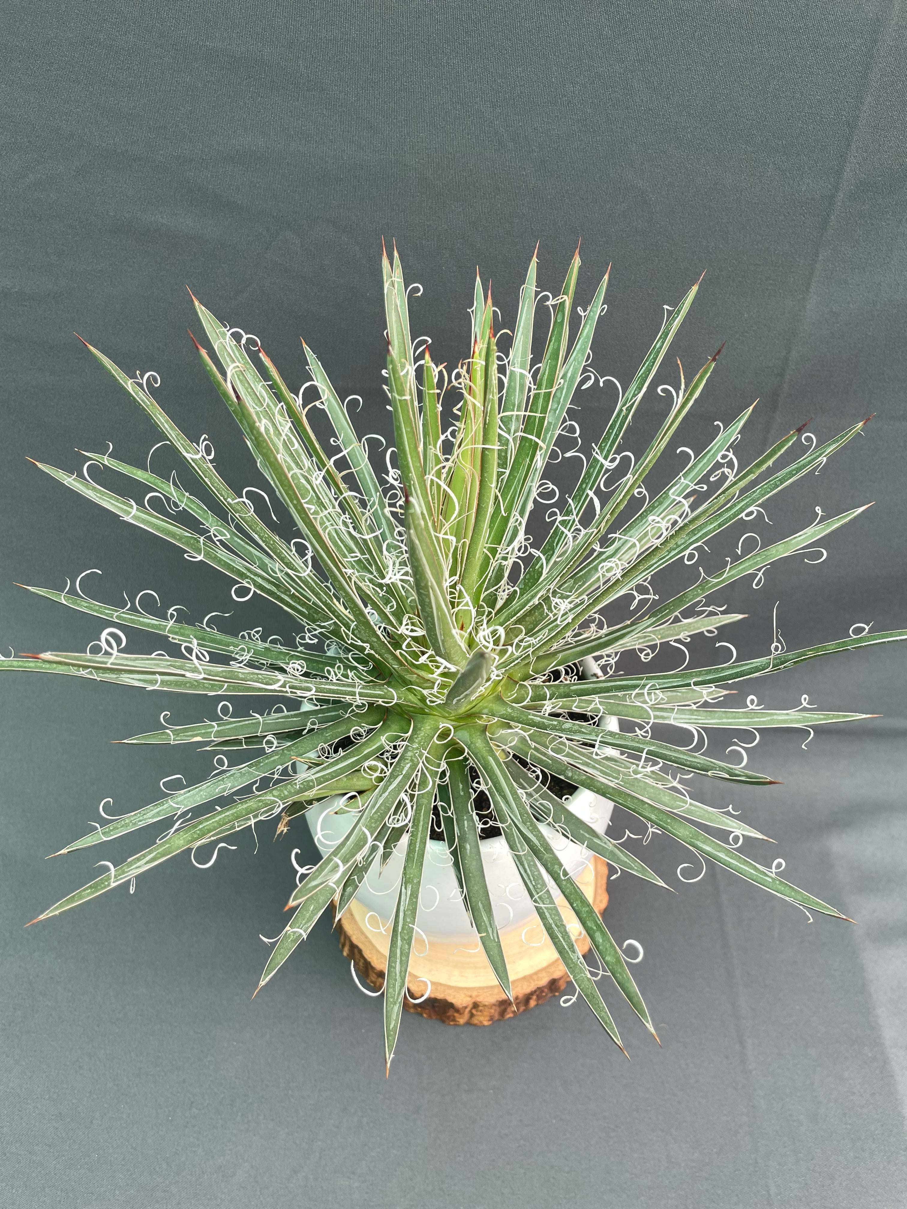 Agave Leopoldi Variegated Cv Hammertime Big