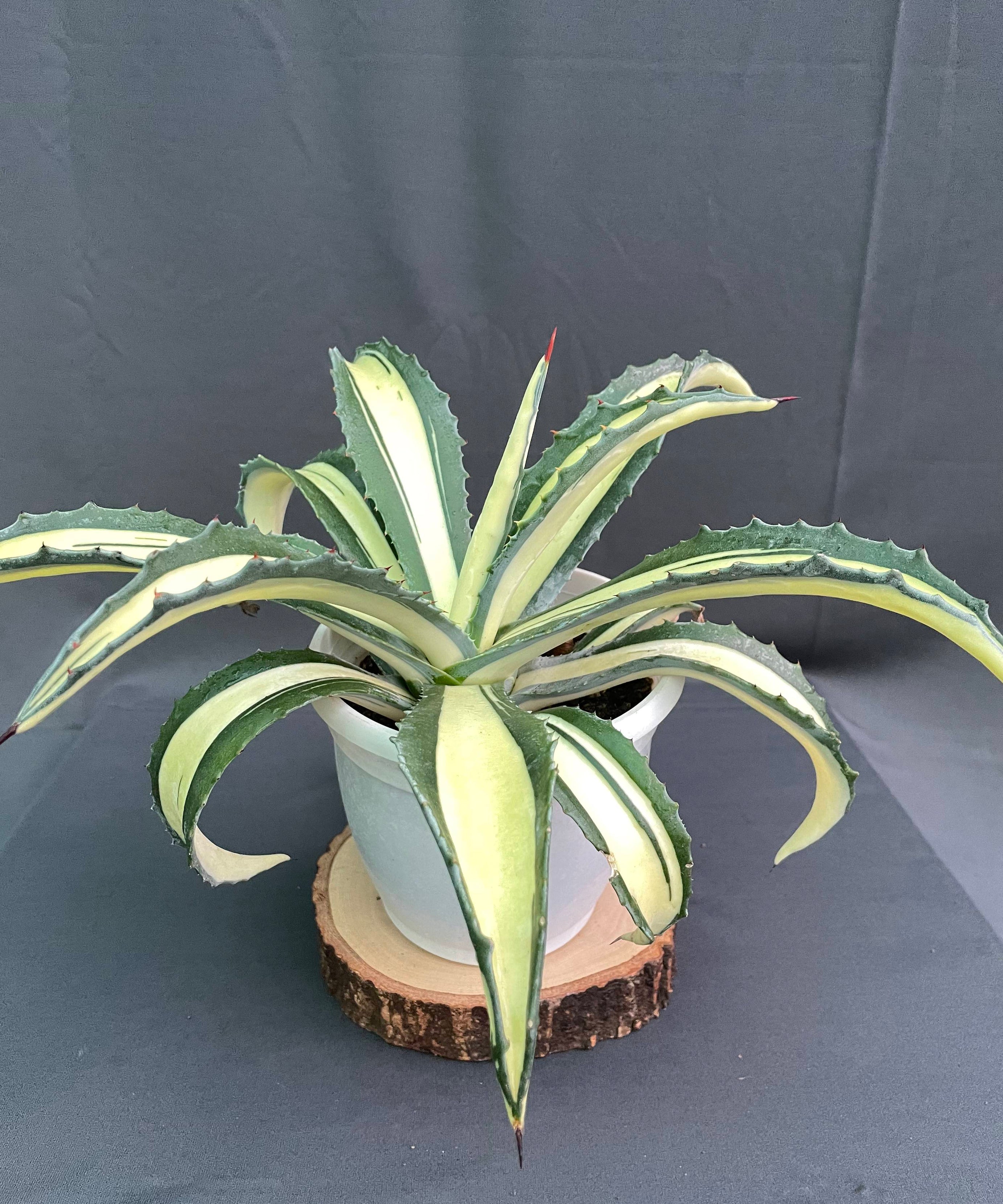 Agave Americana Mediopicta Aurea - Big