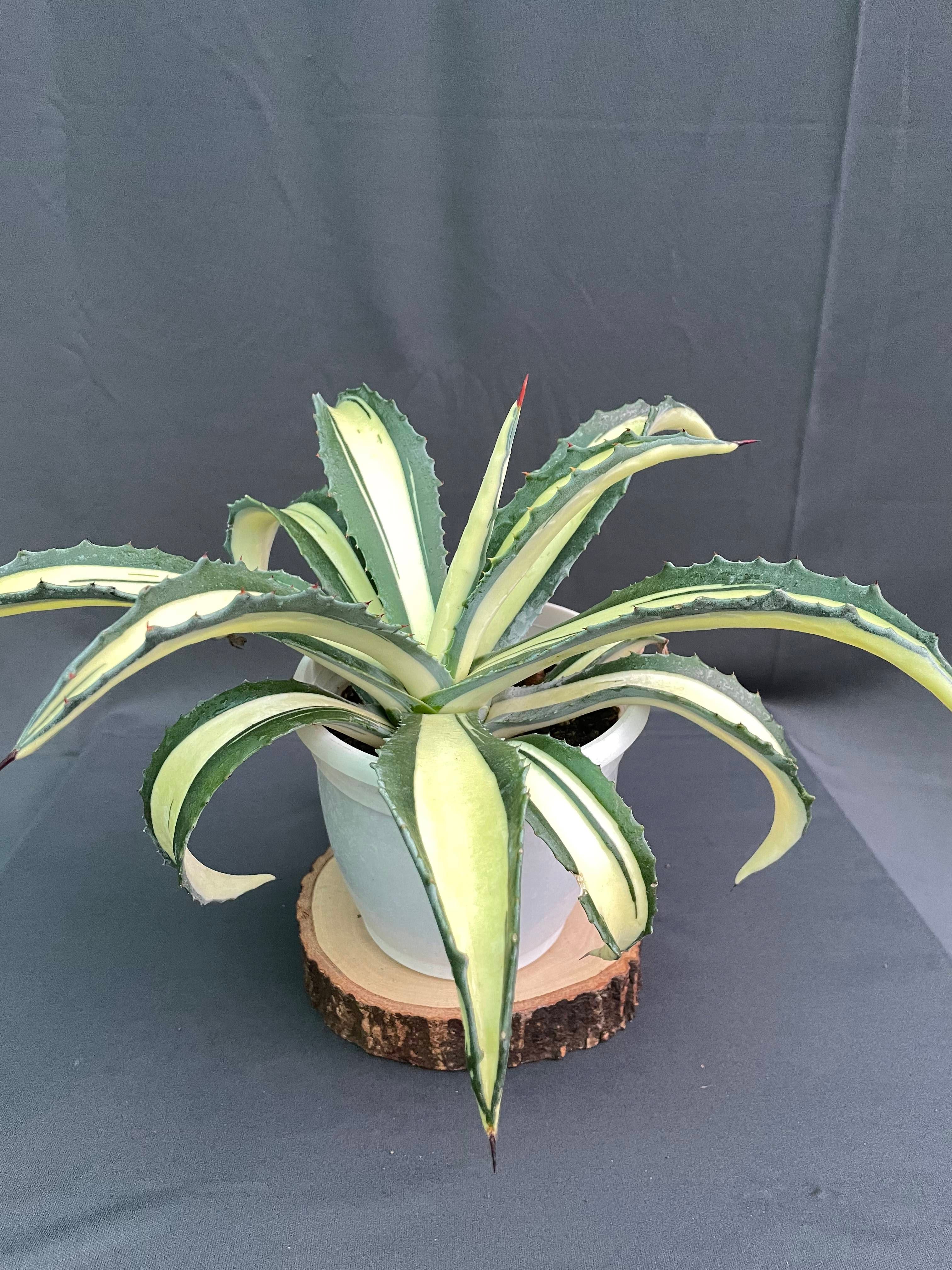 Agave Americana Mediopicta Aurea - Big