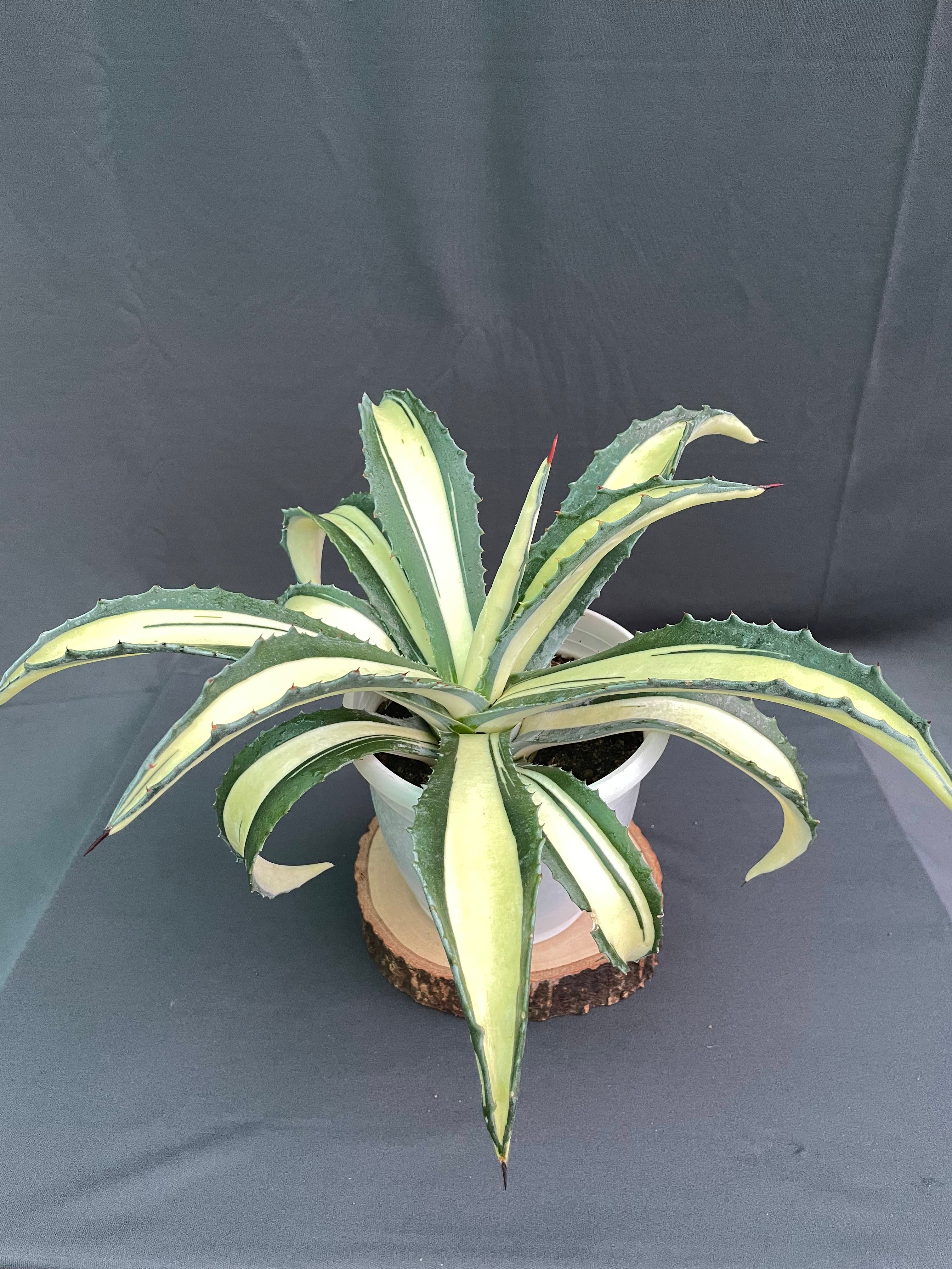 Agave Americana Mediopicta Aurea - Big