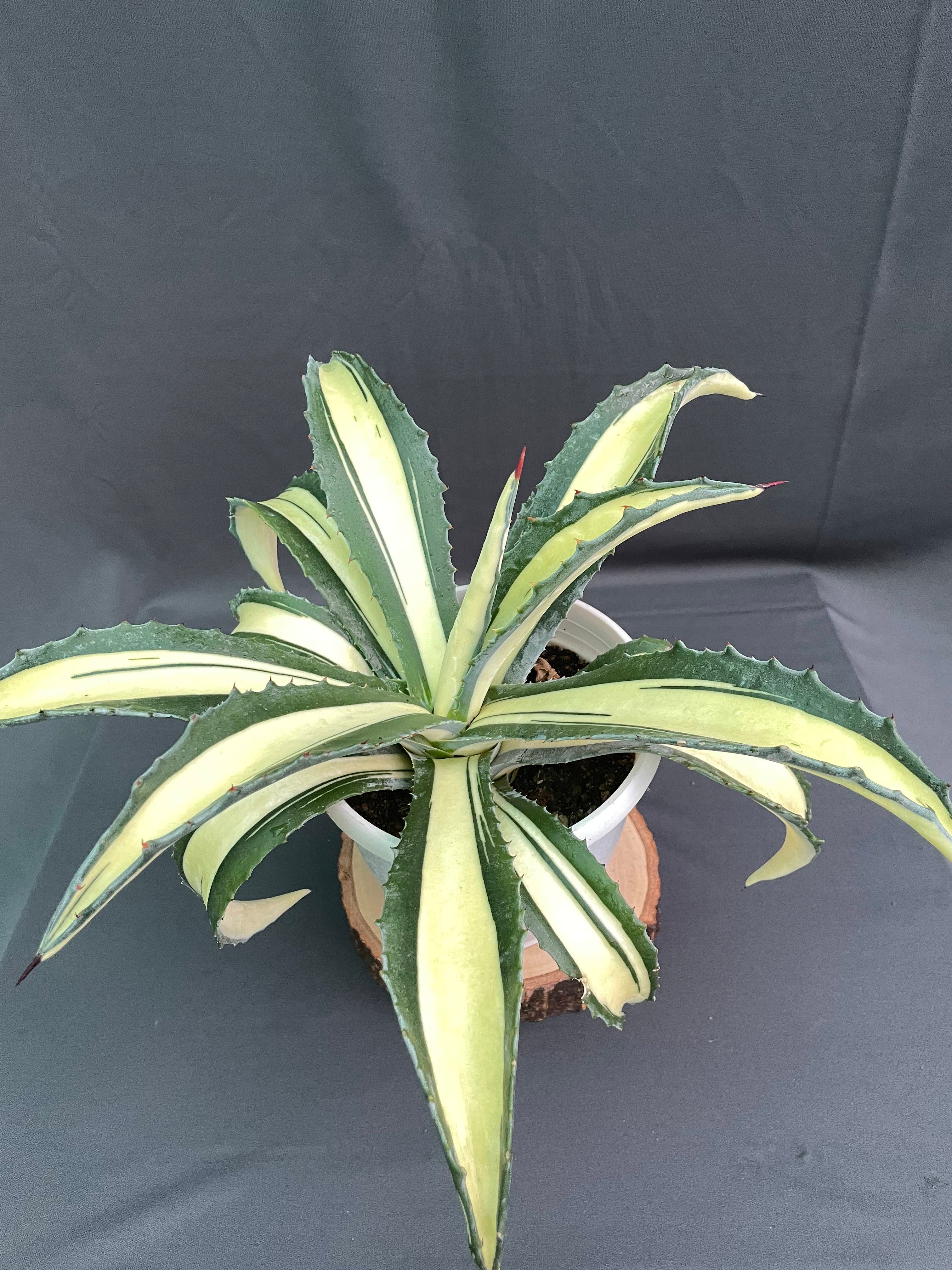 Agave Americana Mediopicta Aurea - Big