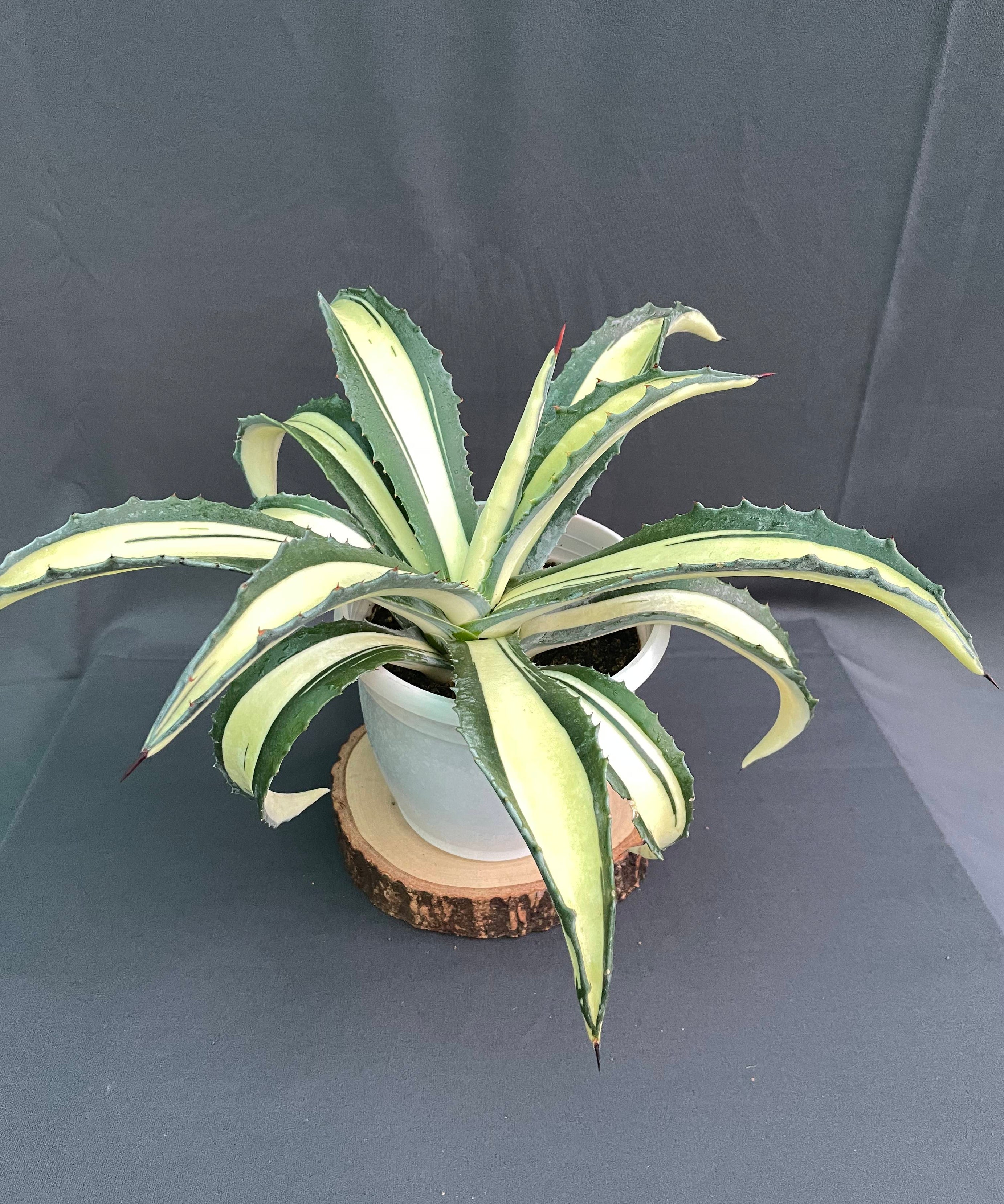 Agave Americana Mediopicta Aurea - Big