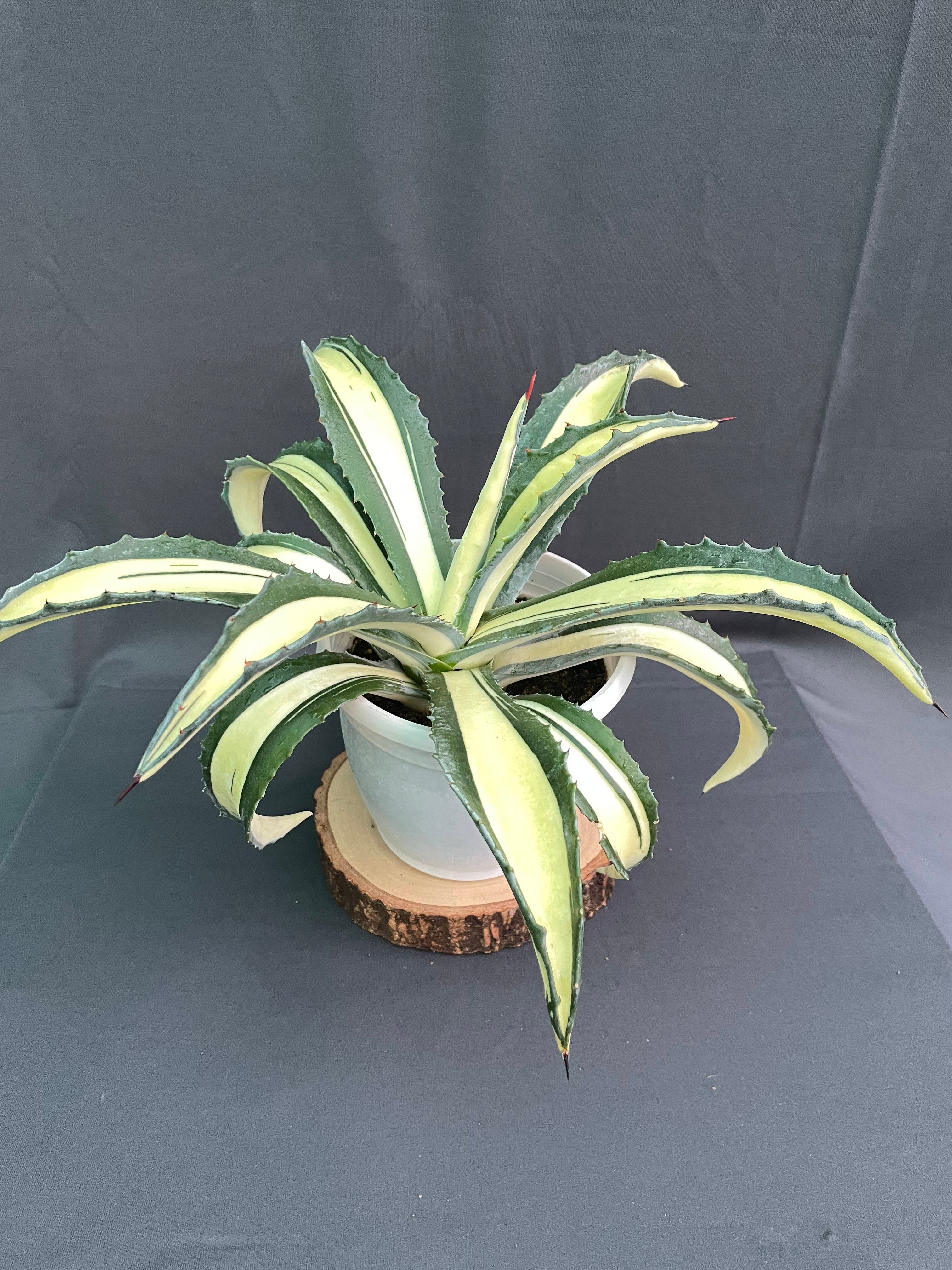 Agave Americana Mediopicta Aurea - Big