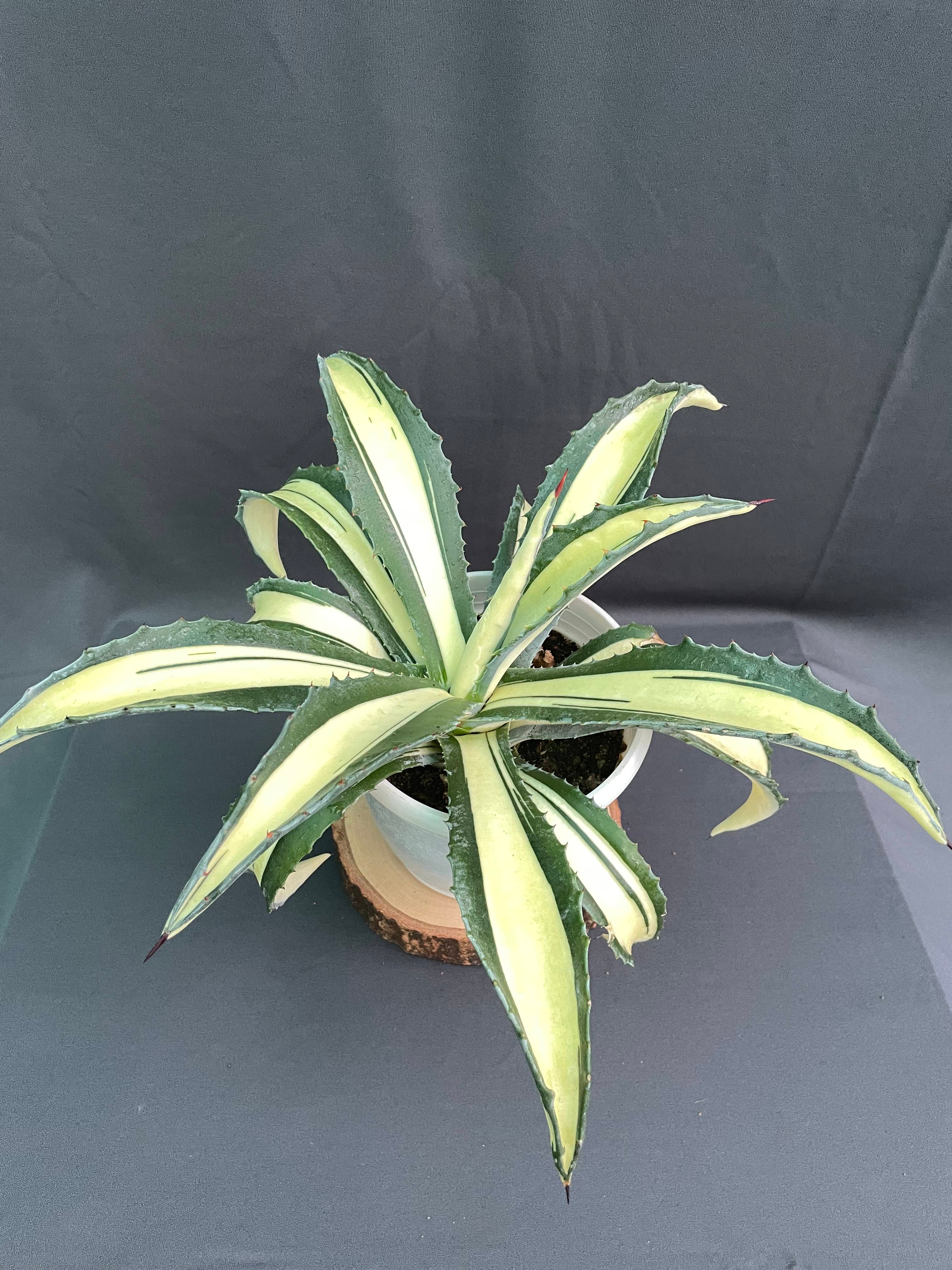 Agave Americana Mediopicta Aurea - Big