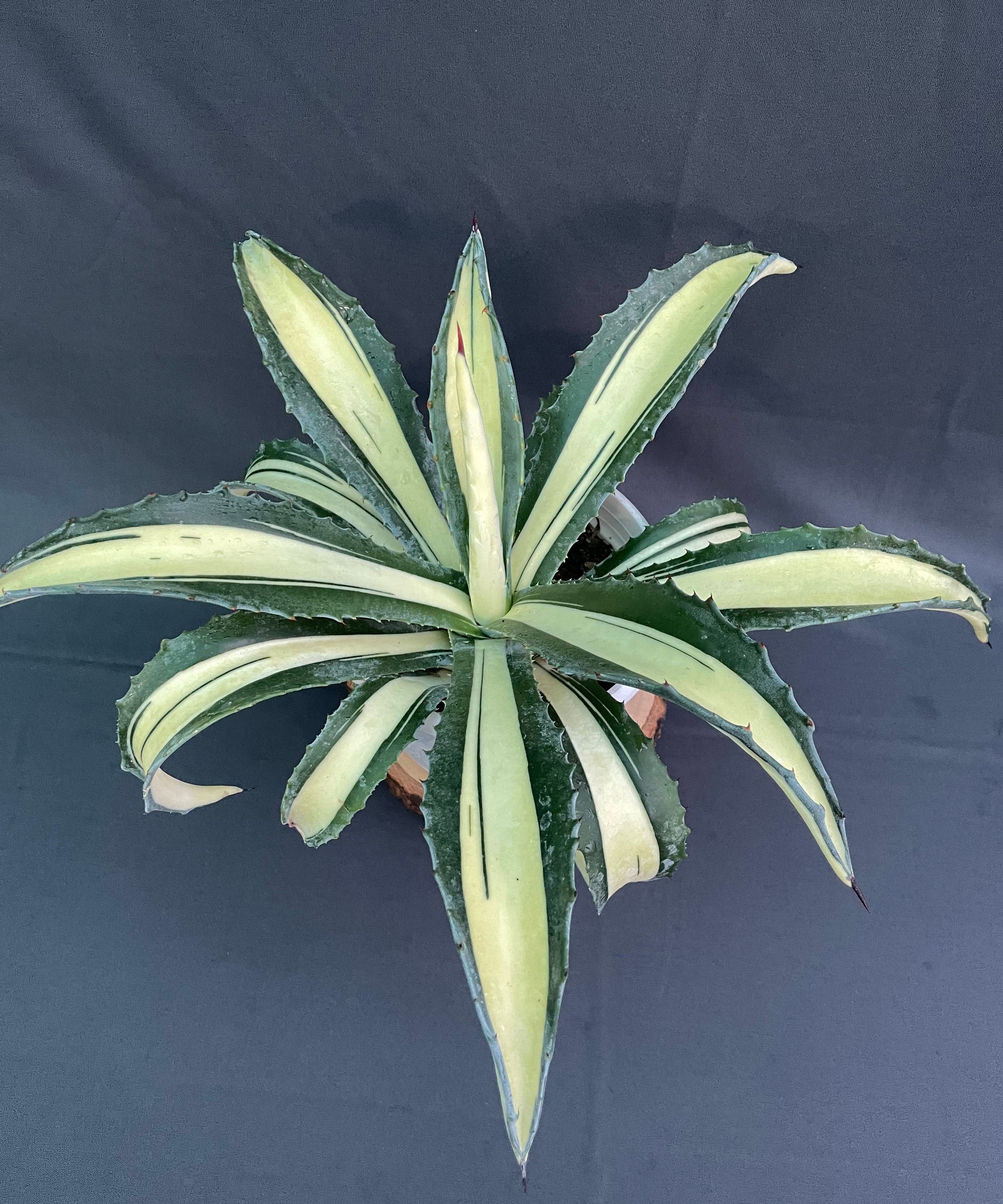 Agave Americana Mediopicta Aurea - Big