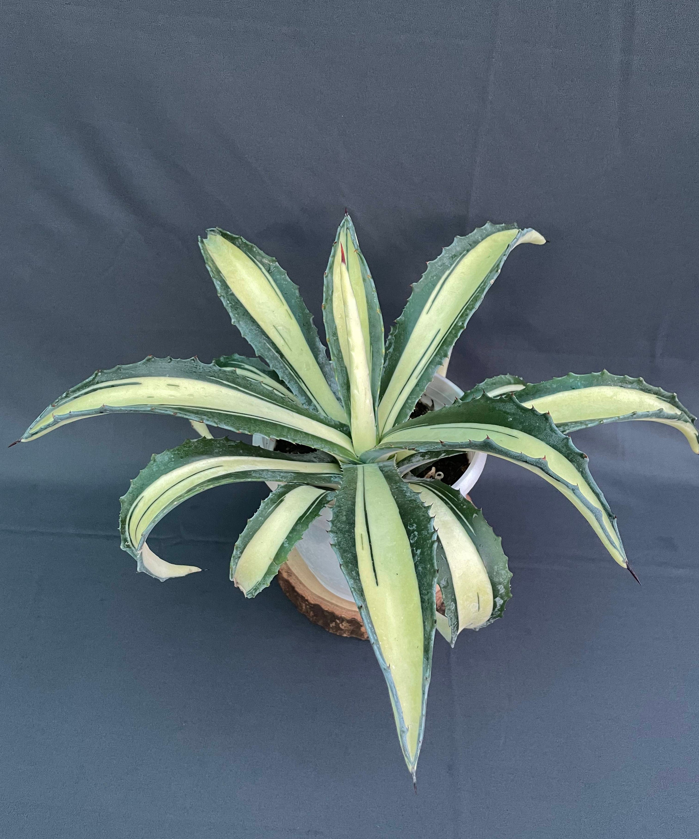 Agave Americana Mediopicta Aurea - Big