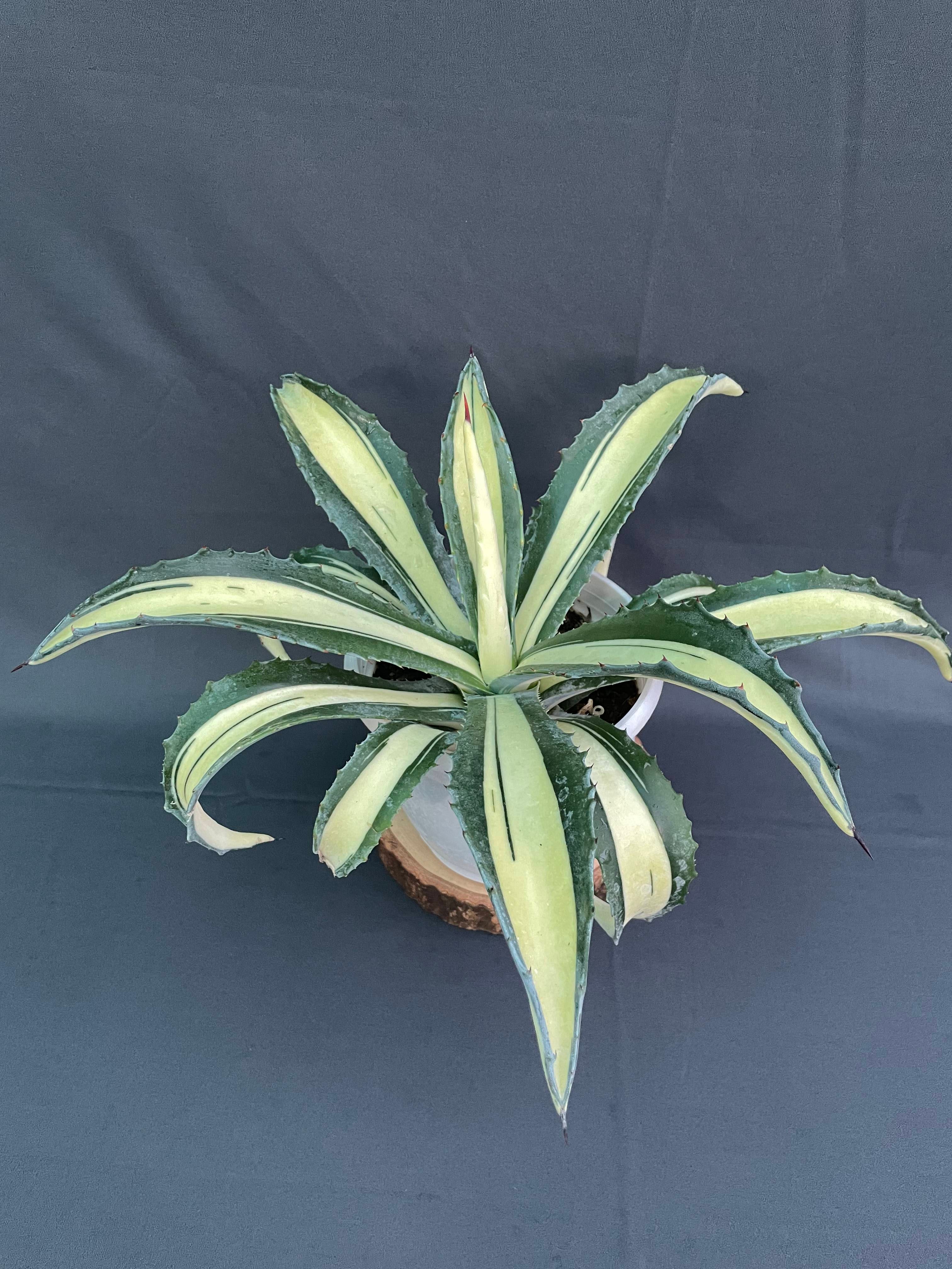 Agave Americana Mediopicta Aurea - Big