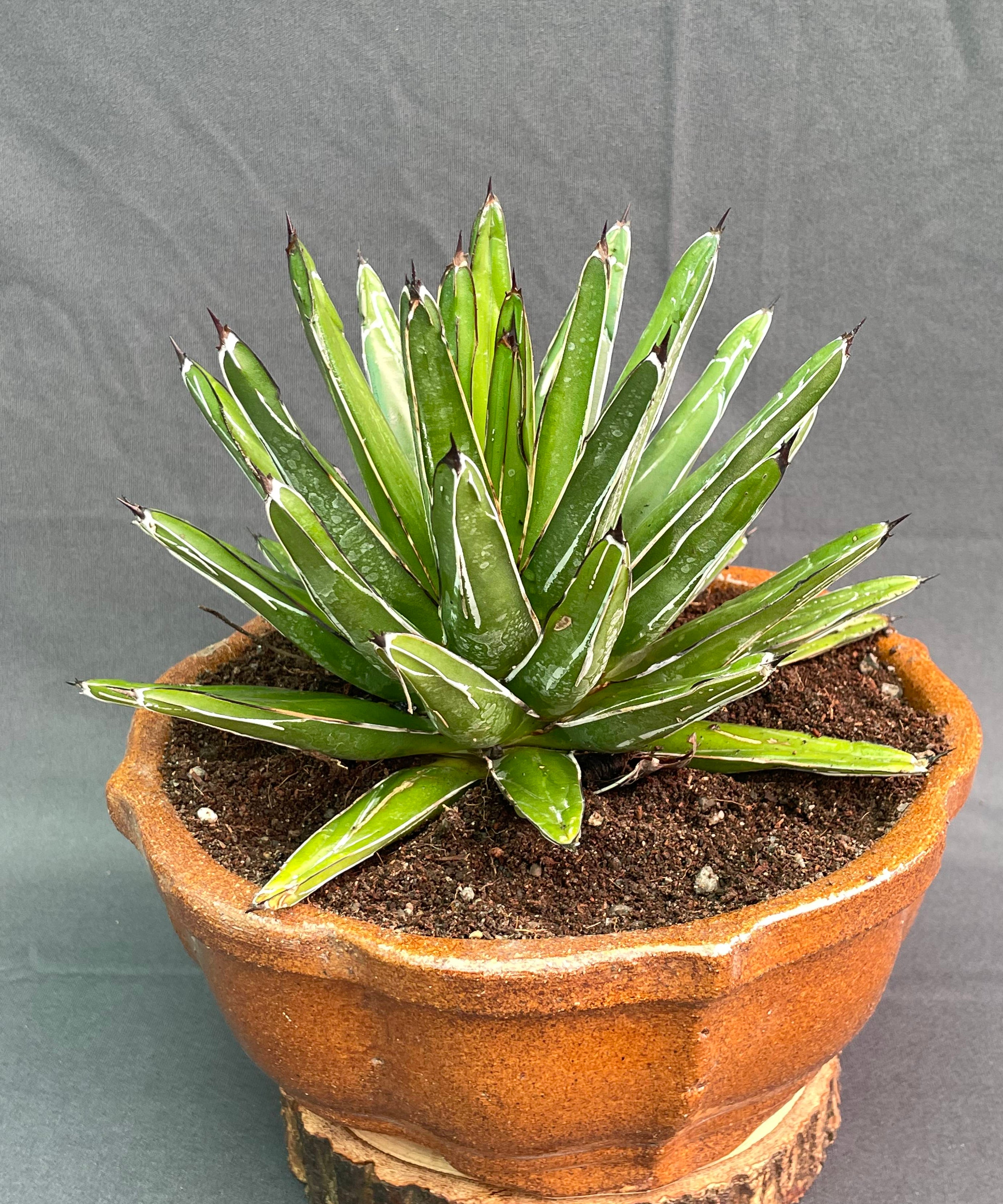 Agave Victoria Reginae White Variagated Big