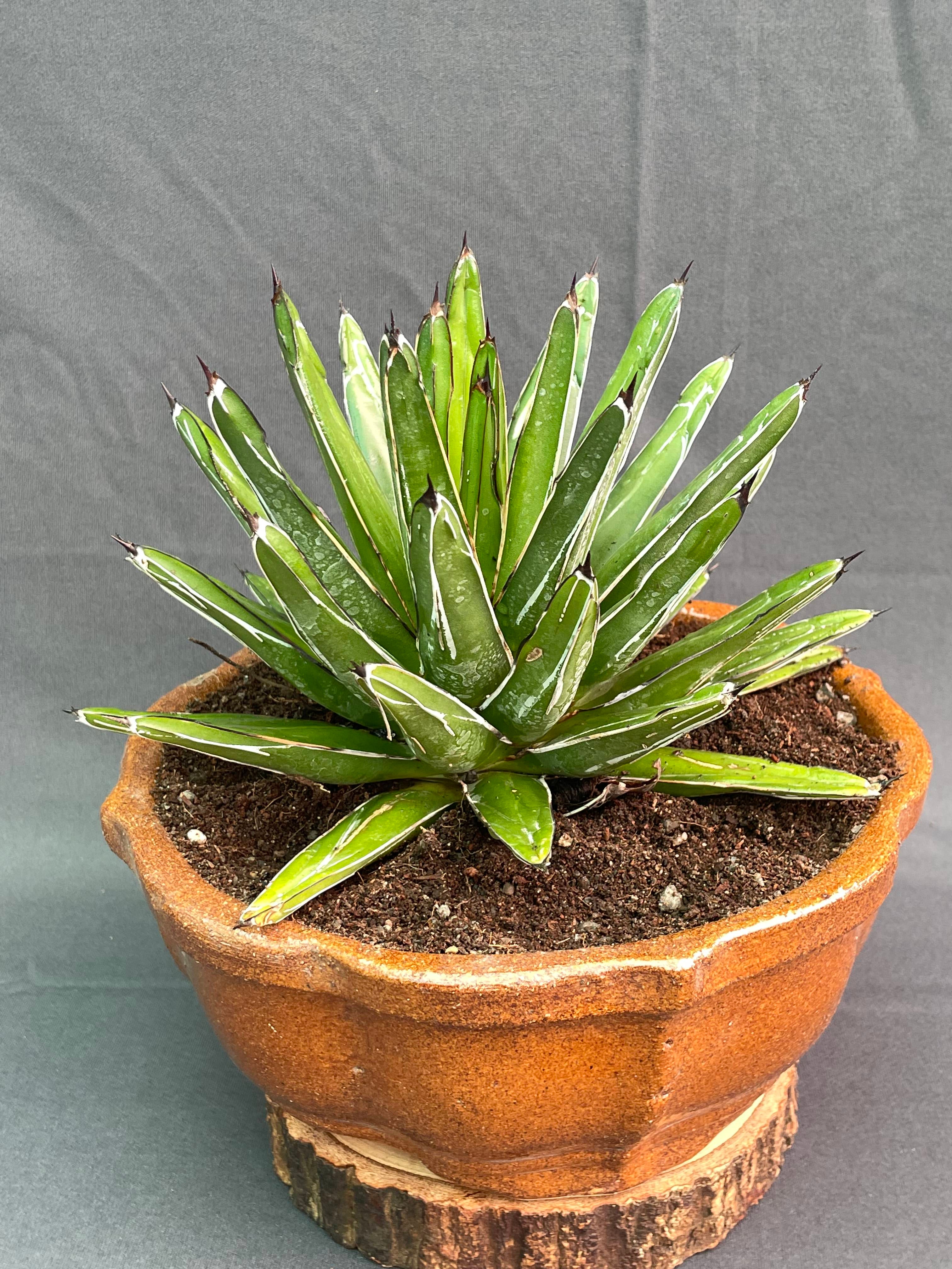 Agave Victoria Reginae White Variagated Big