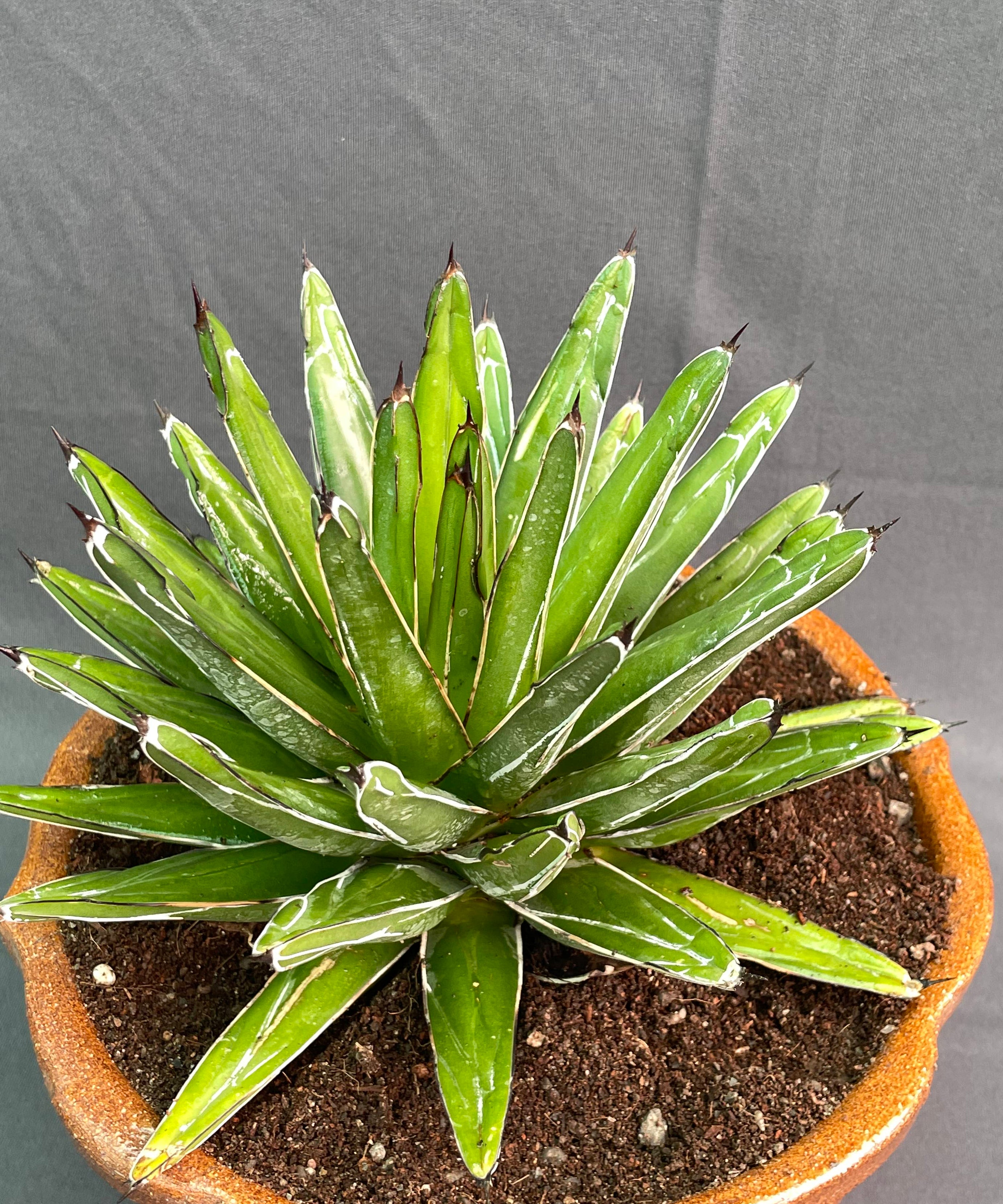 Agave Victoria Reginae White Variagated Big