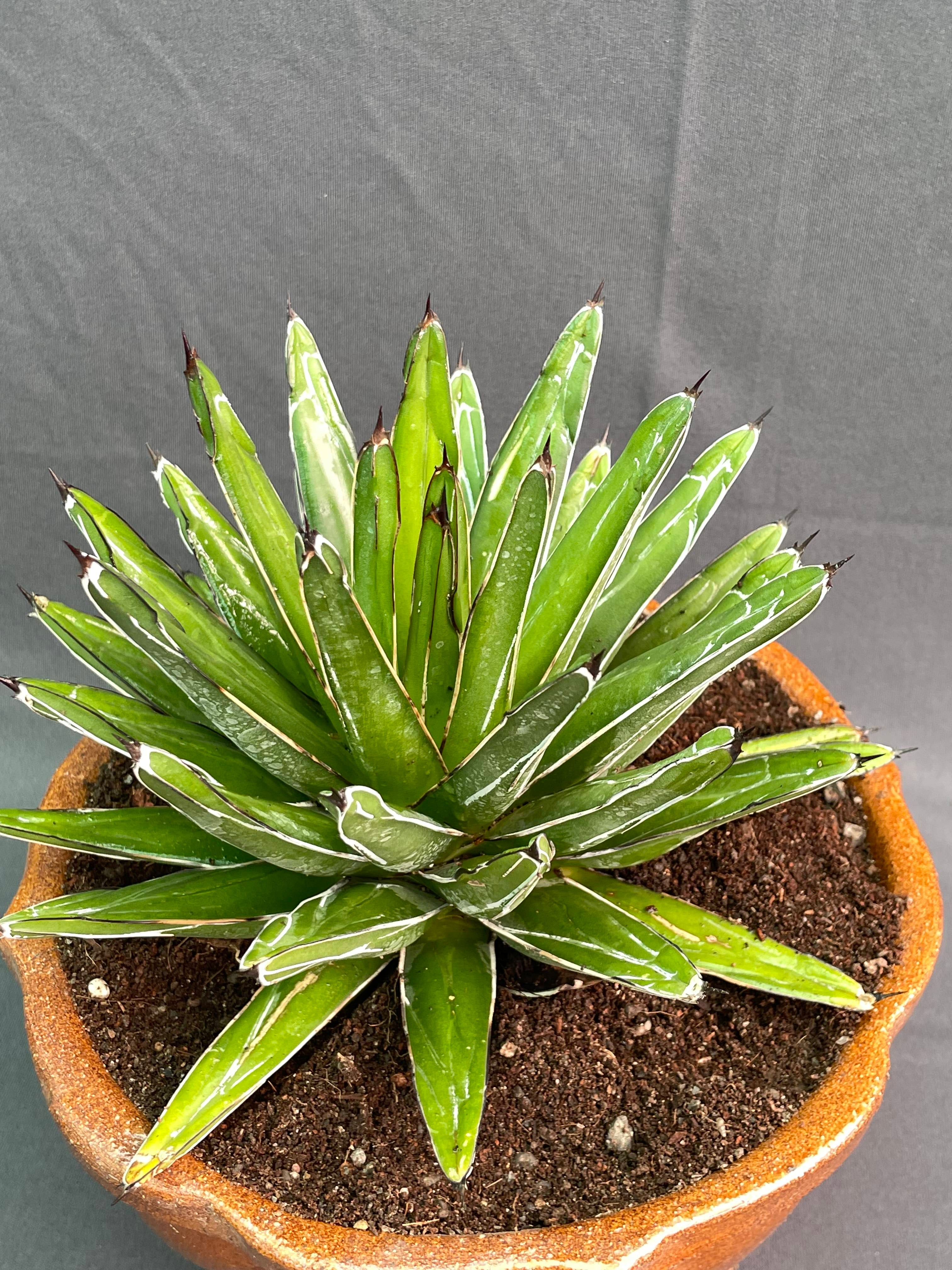 Agave Victoria Reginae White Variagated Big