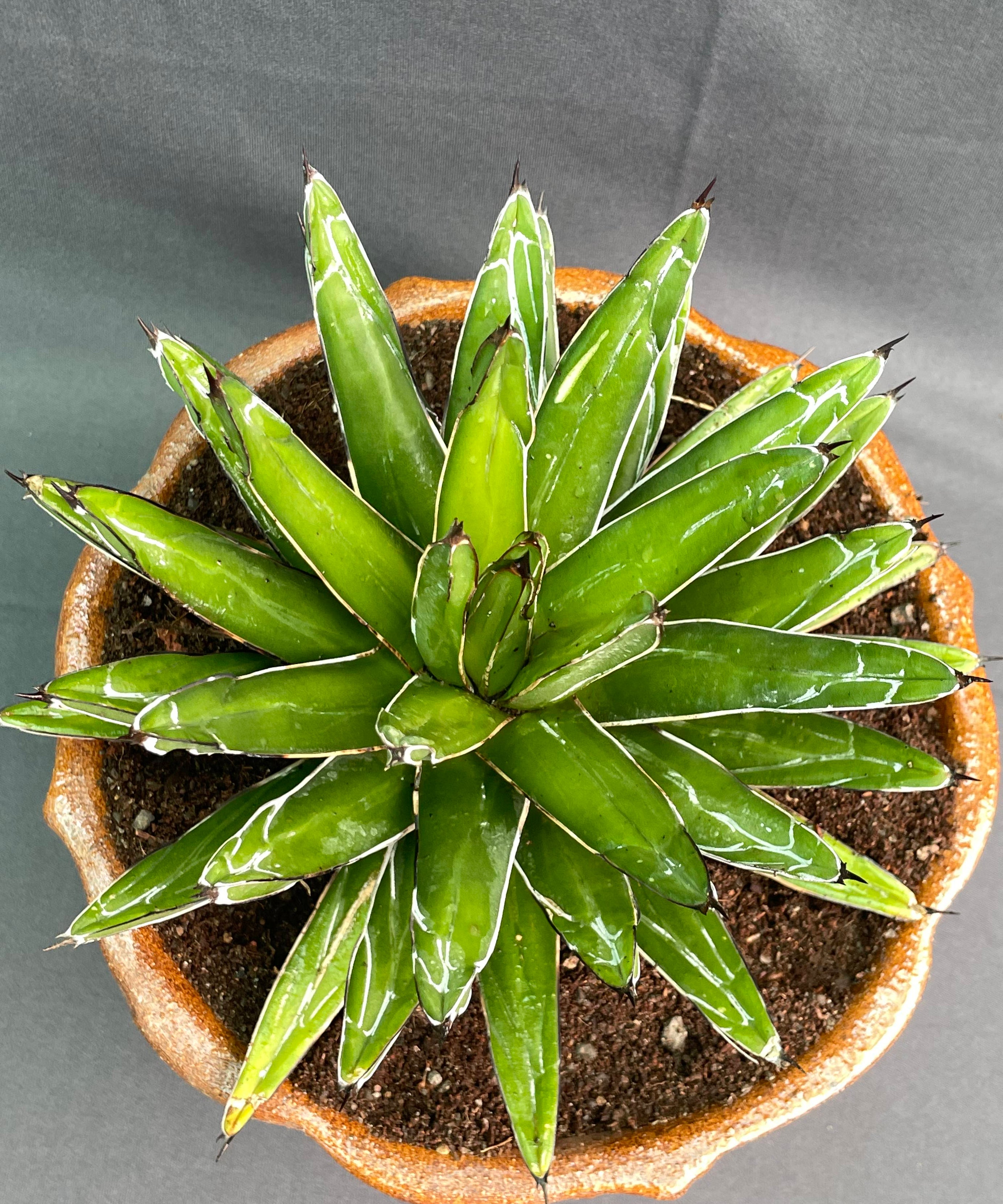 Agave Victoria Reginae White Variagated Big