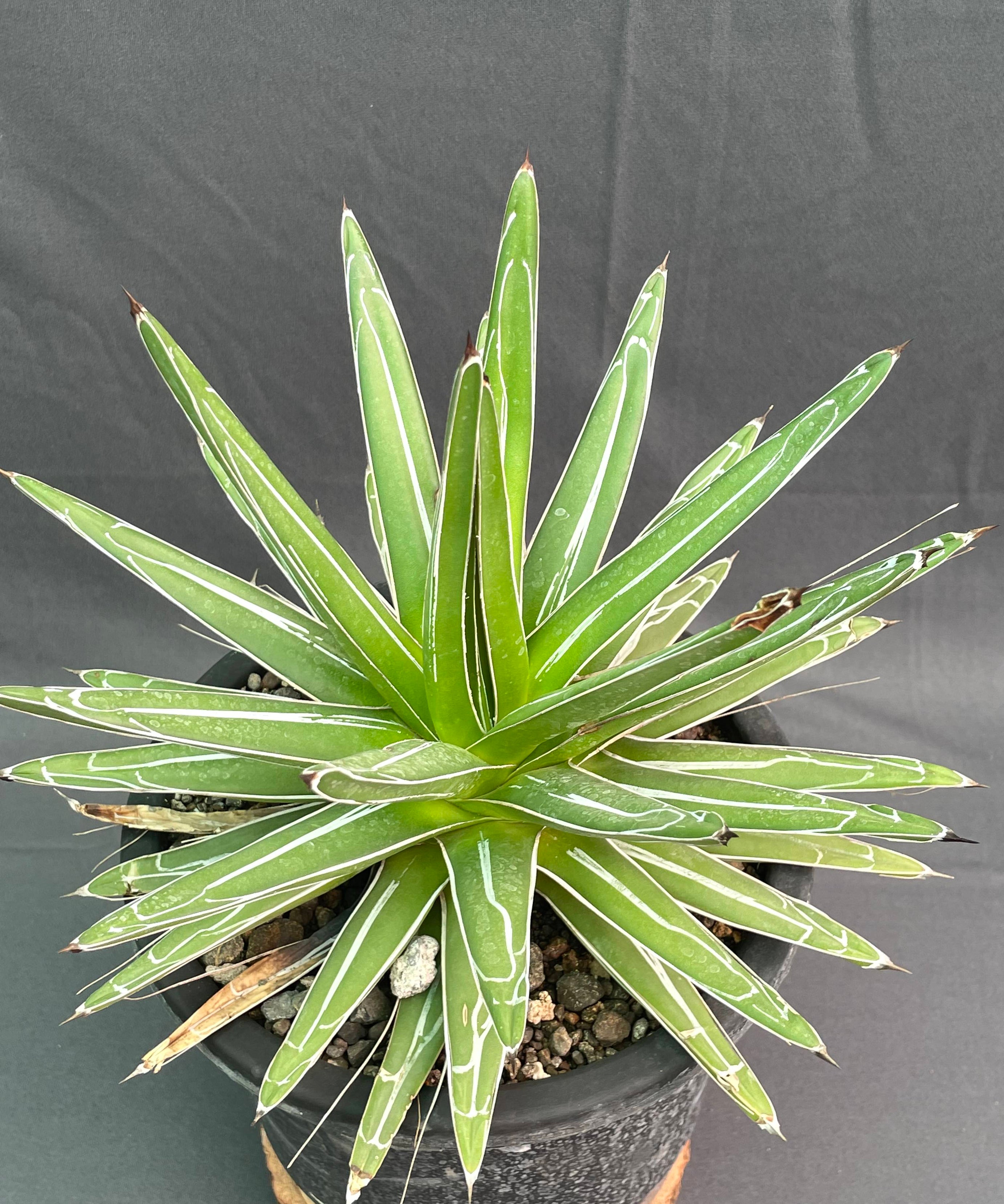 Agave Victoria Reginae White Variagated Big