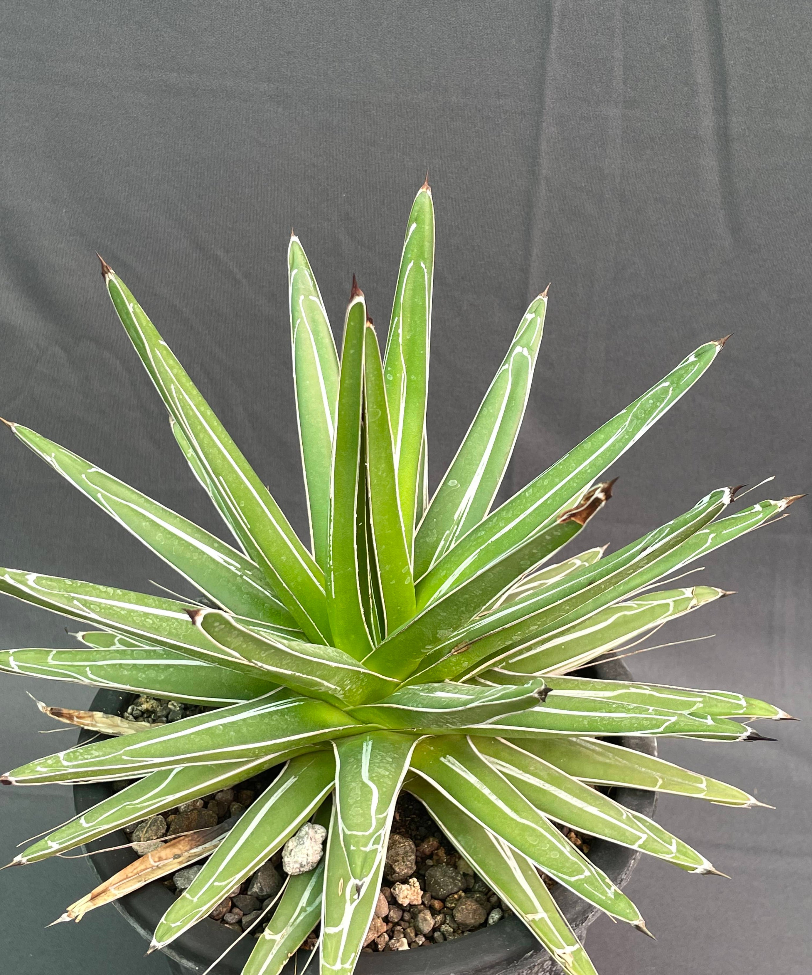 Agave Victoria Reginae White Variagated Big