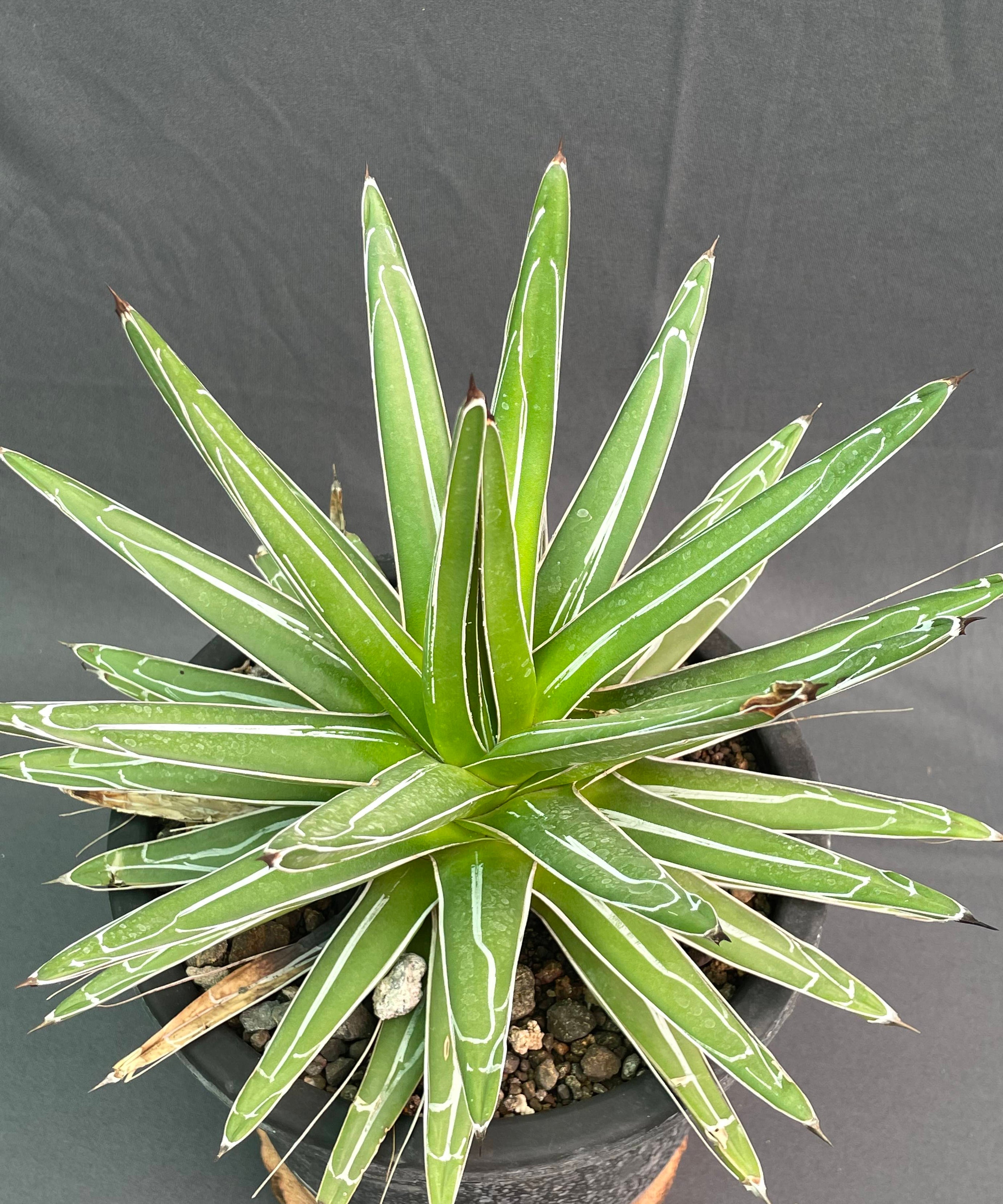 Agave Victoria Reginae White Variagated Big