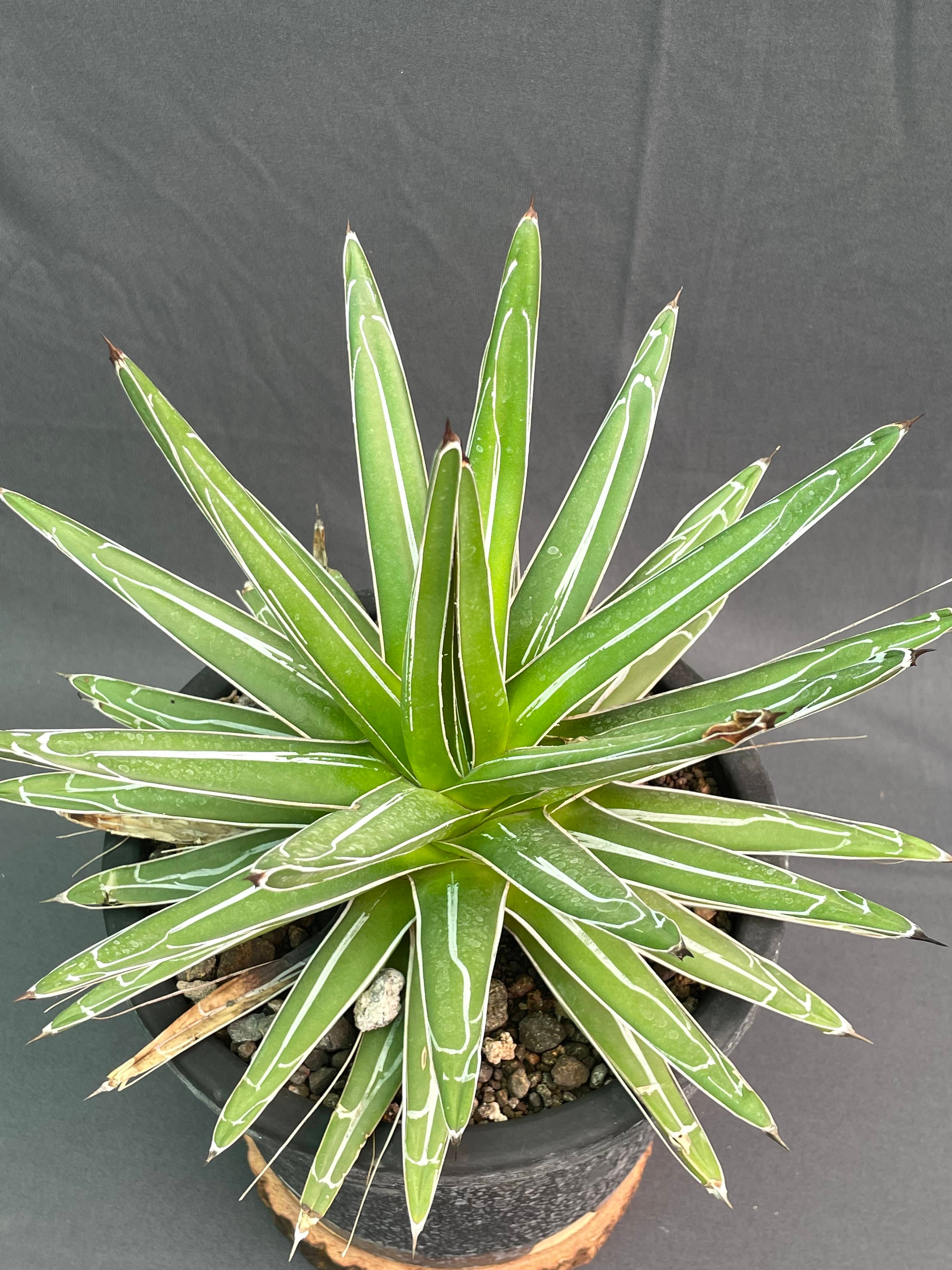 Agave Victoria Reginae White Variagated Big