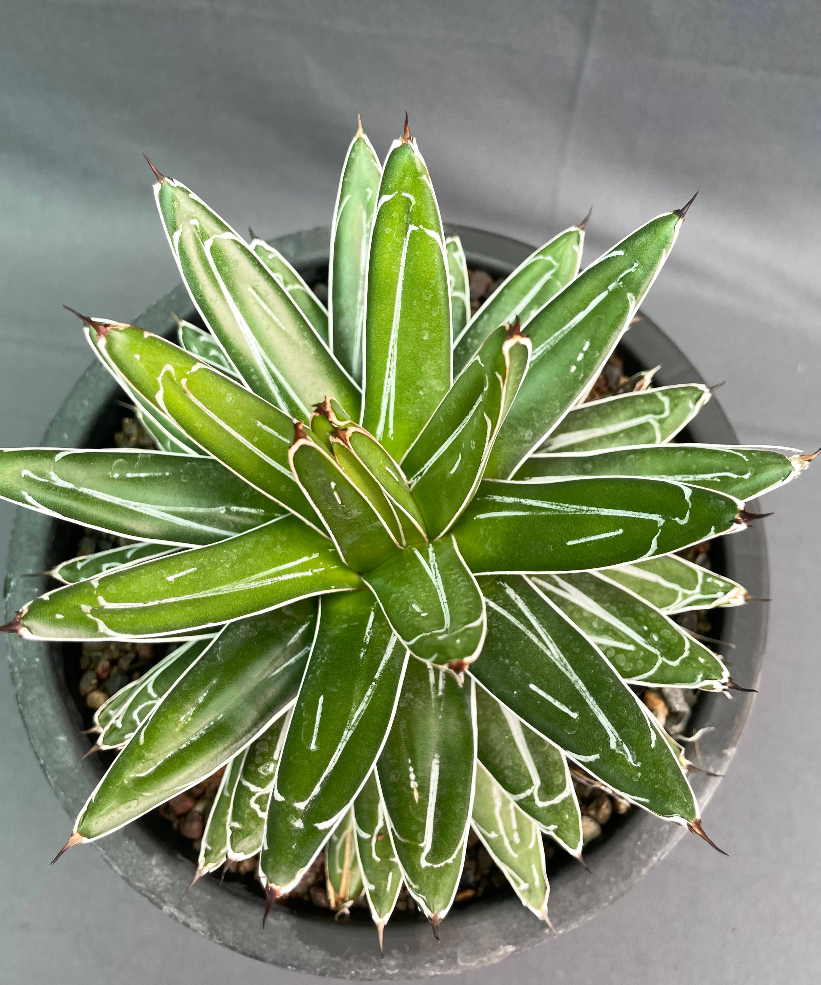 Agave Victoria Reginae White Variagated Big