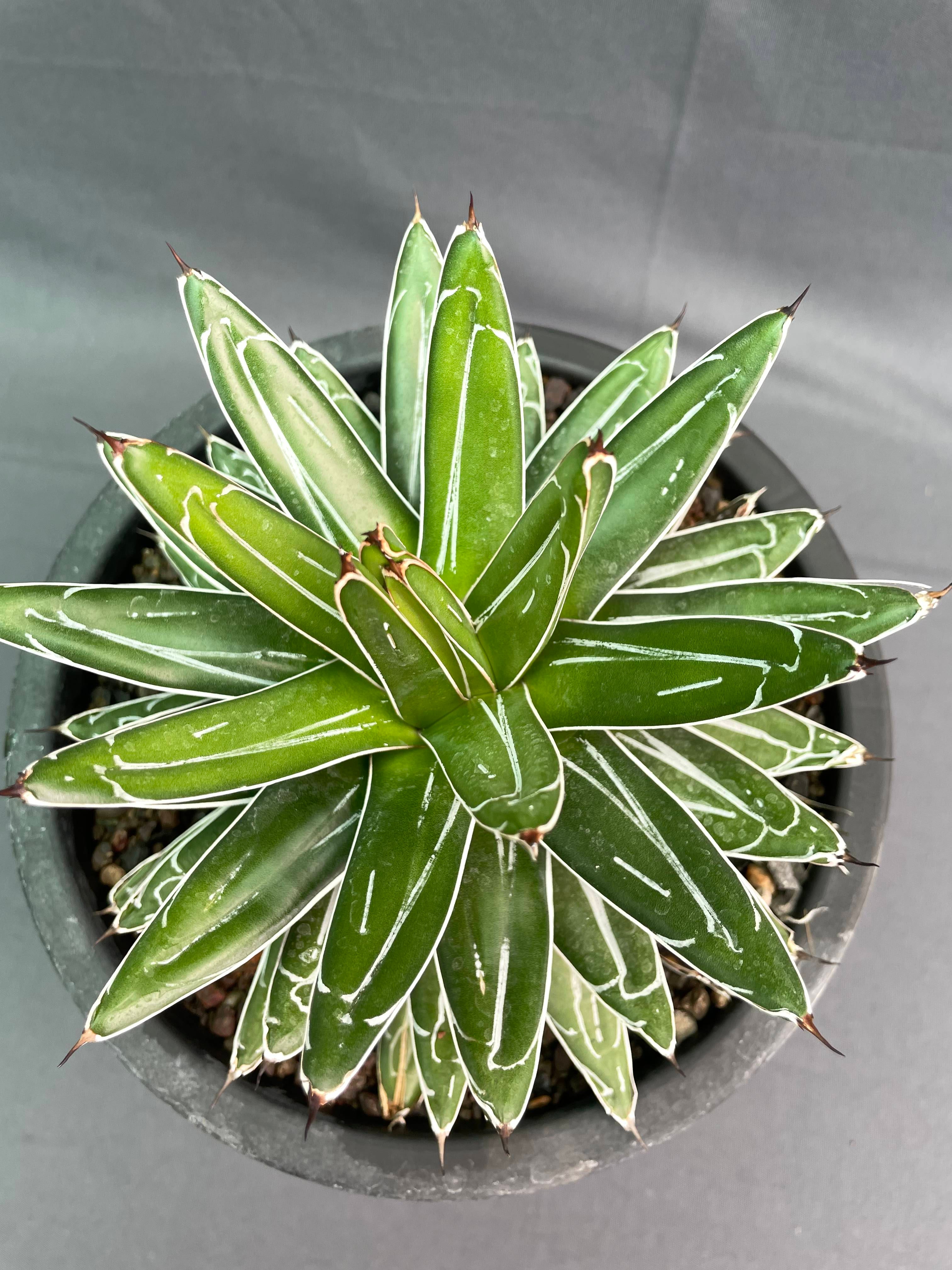 Agave Victoria Reginae White Variagated Big