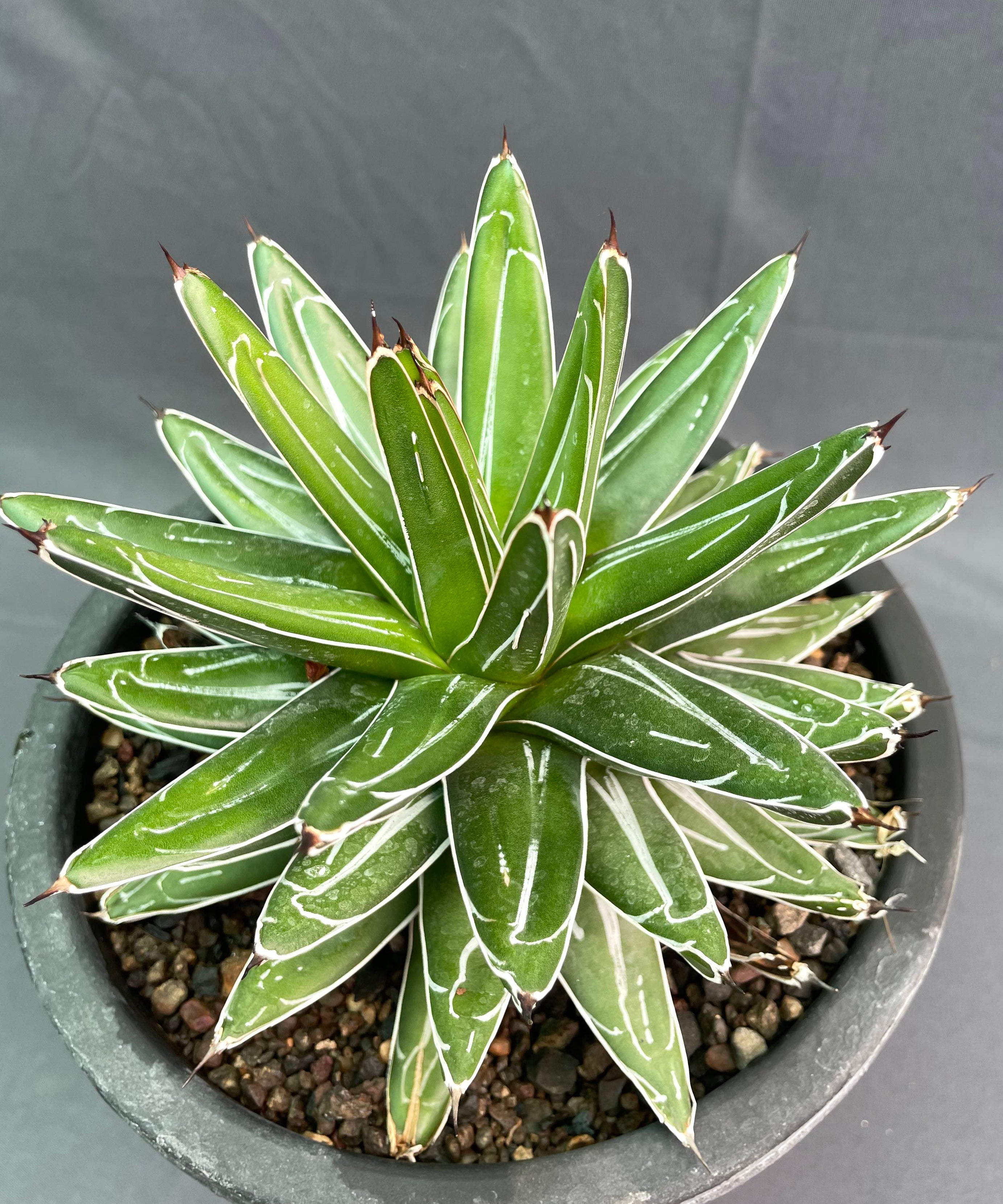 Agave Victoria Reginae White Variagated Big