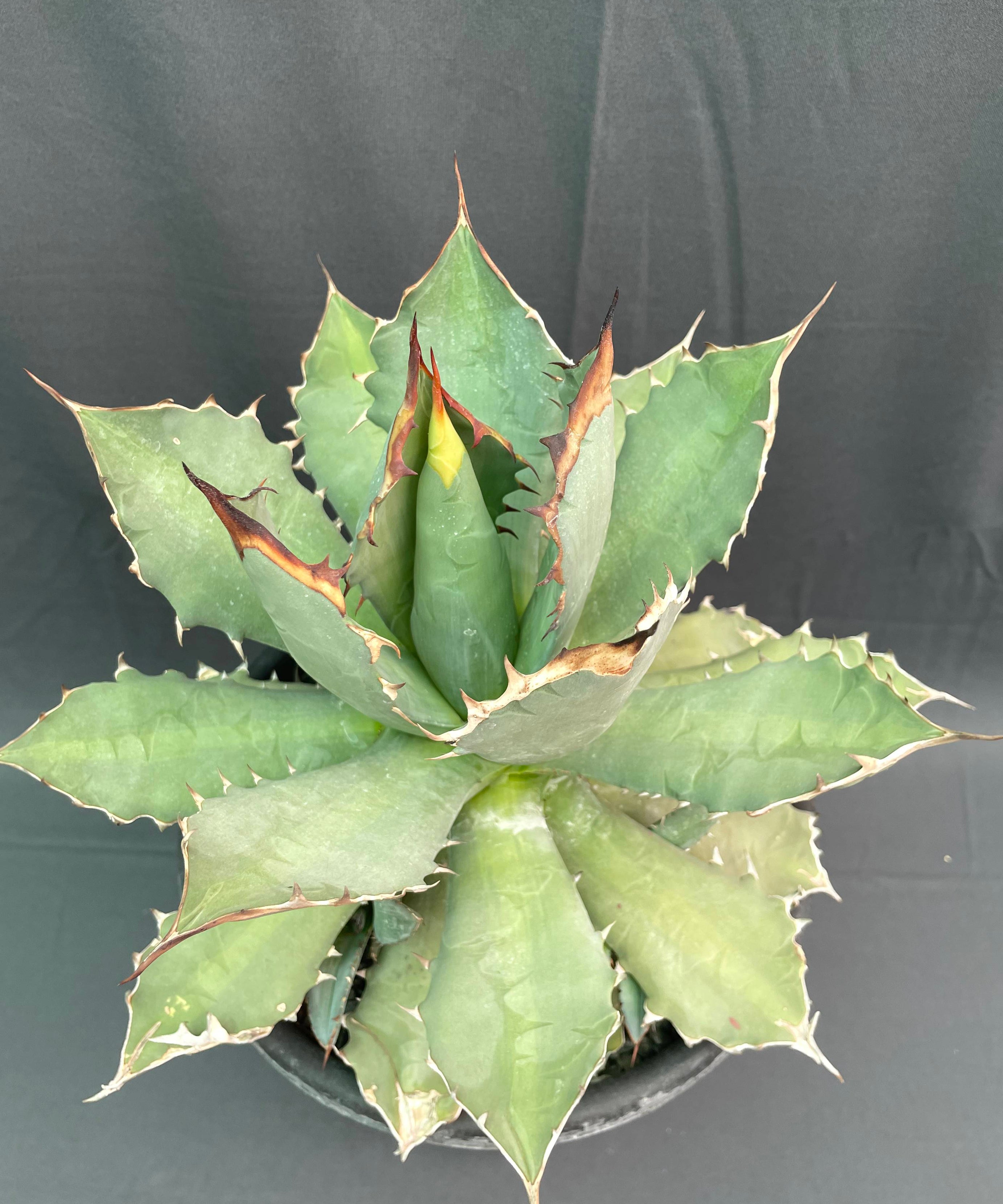 Agave Titanota Big