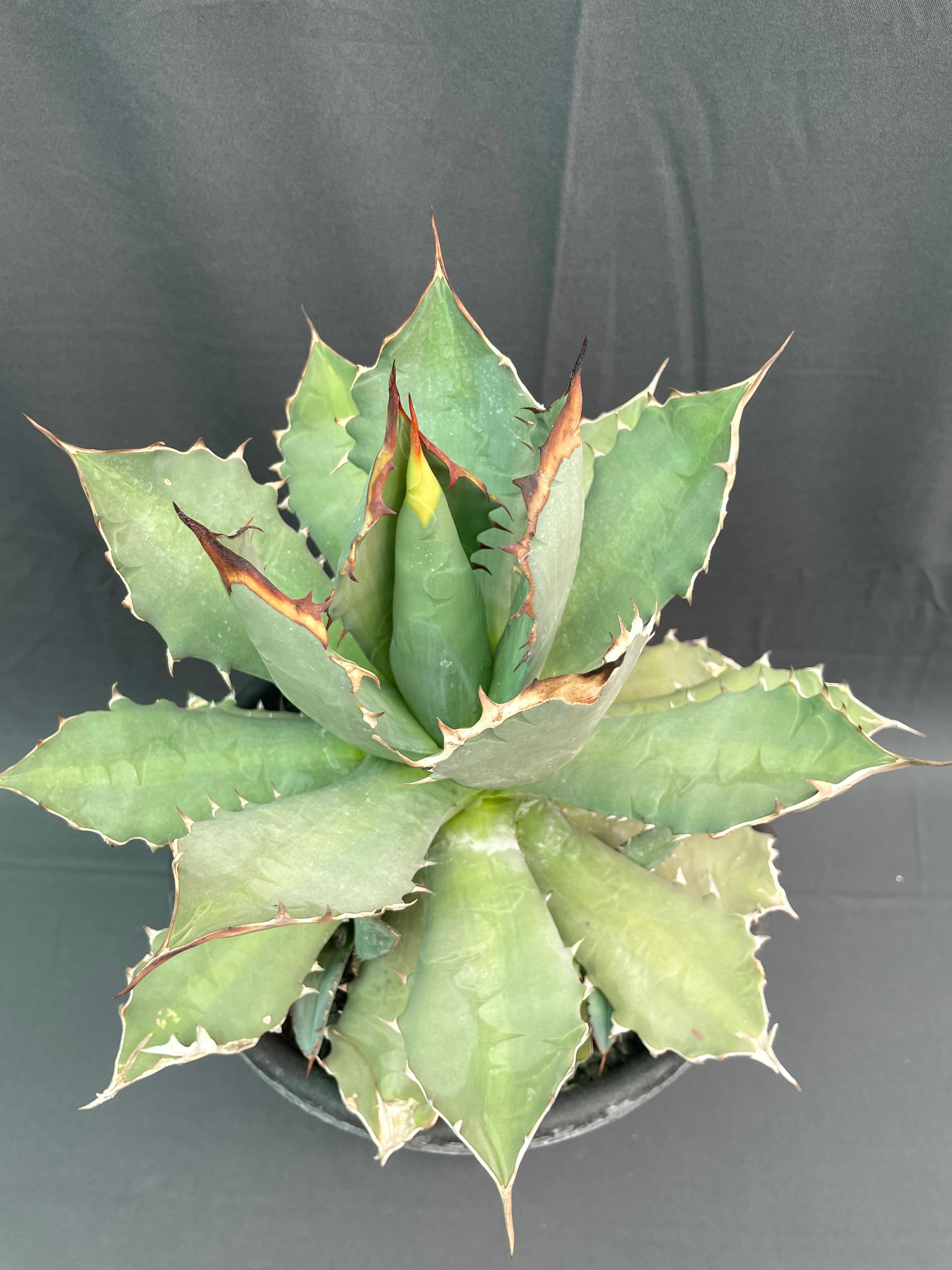 Agave Titanota Big