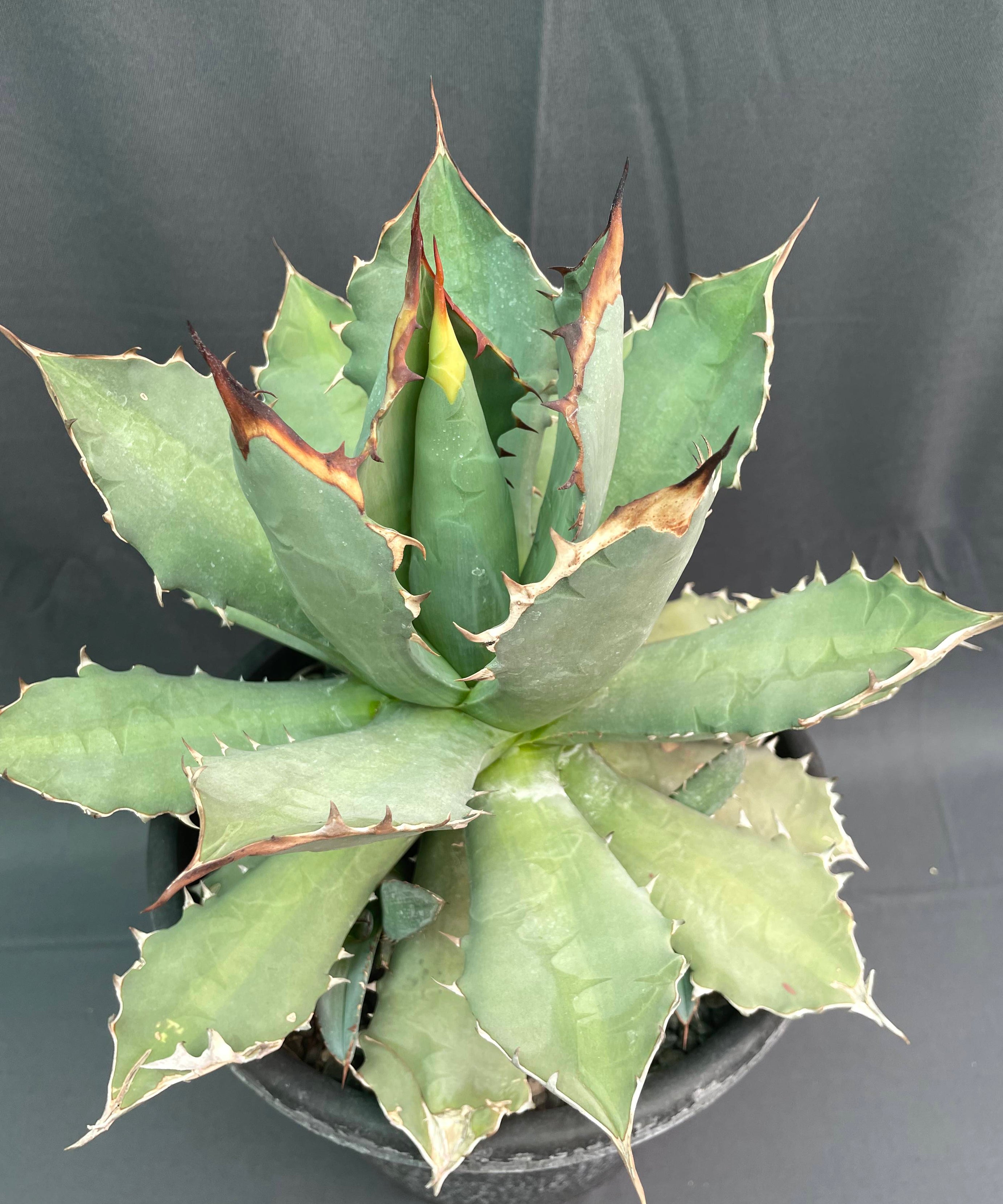 Agave Titanota Big