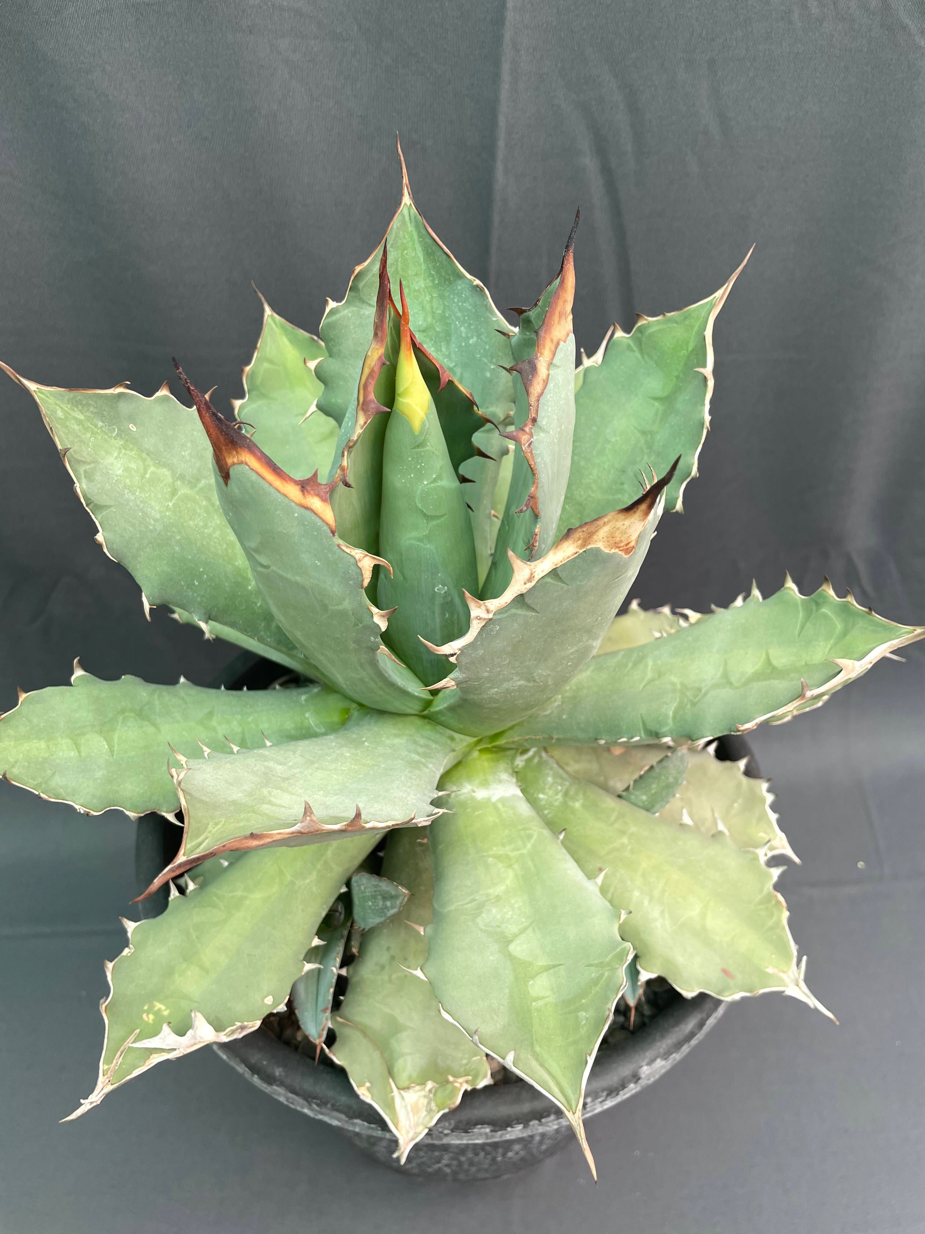 Agave Titanota Big