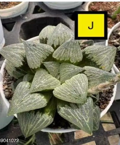 Haworthia Hybrid J