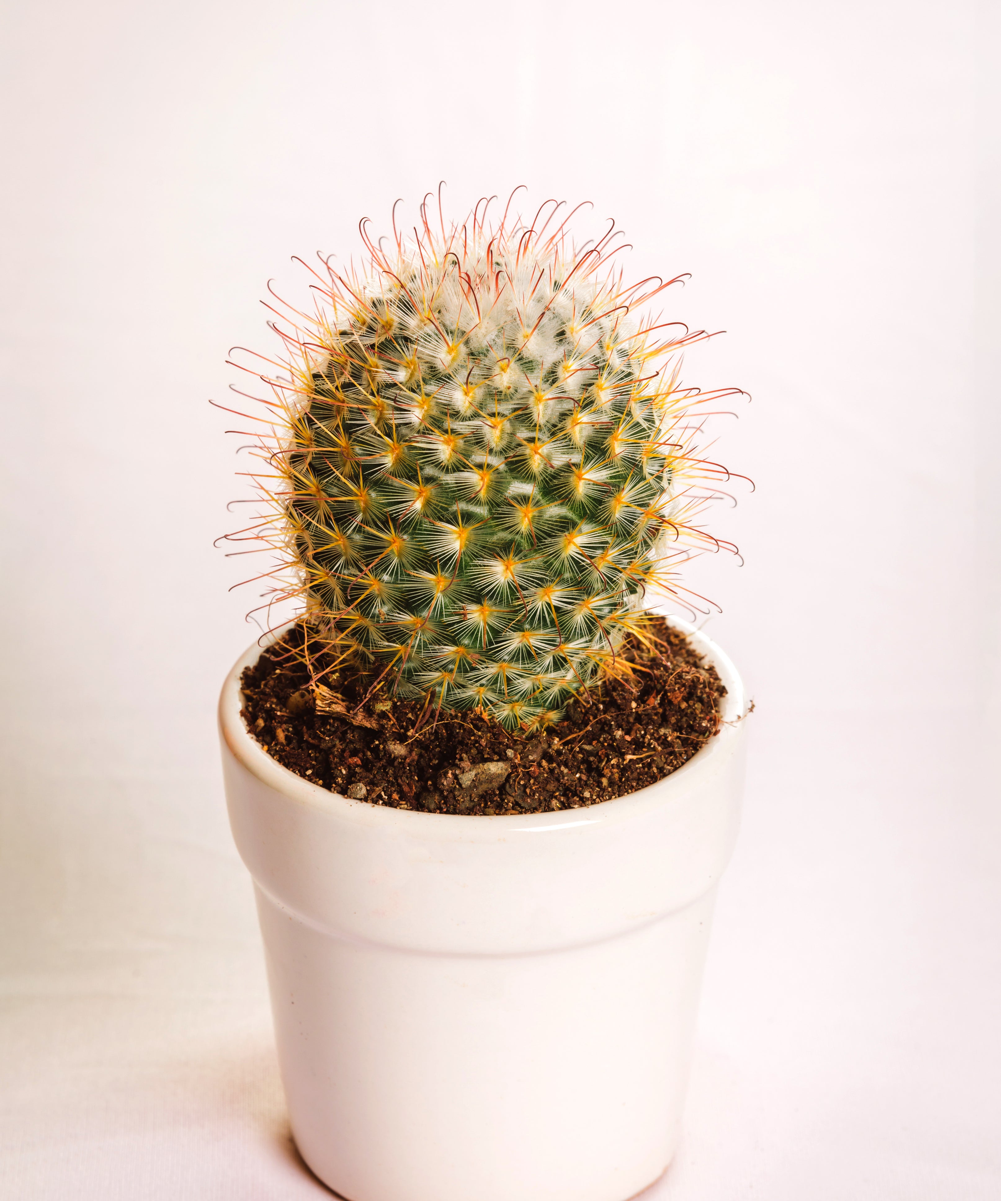 Mammilaria Bombycina