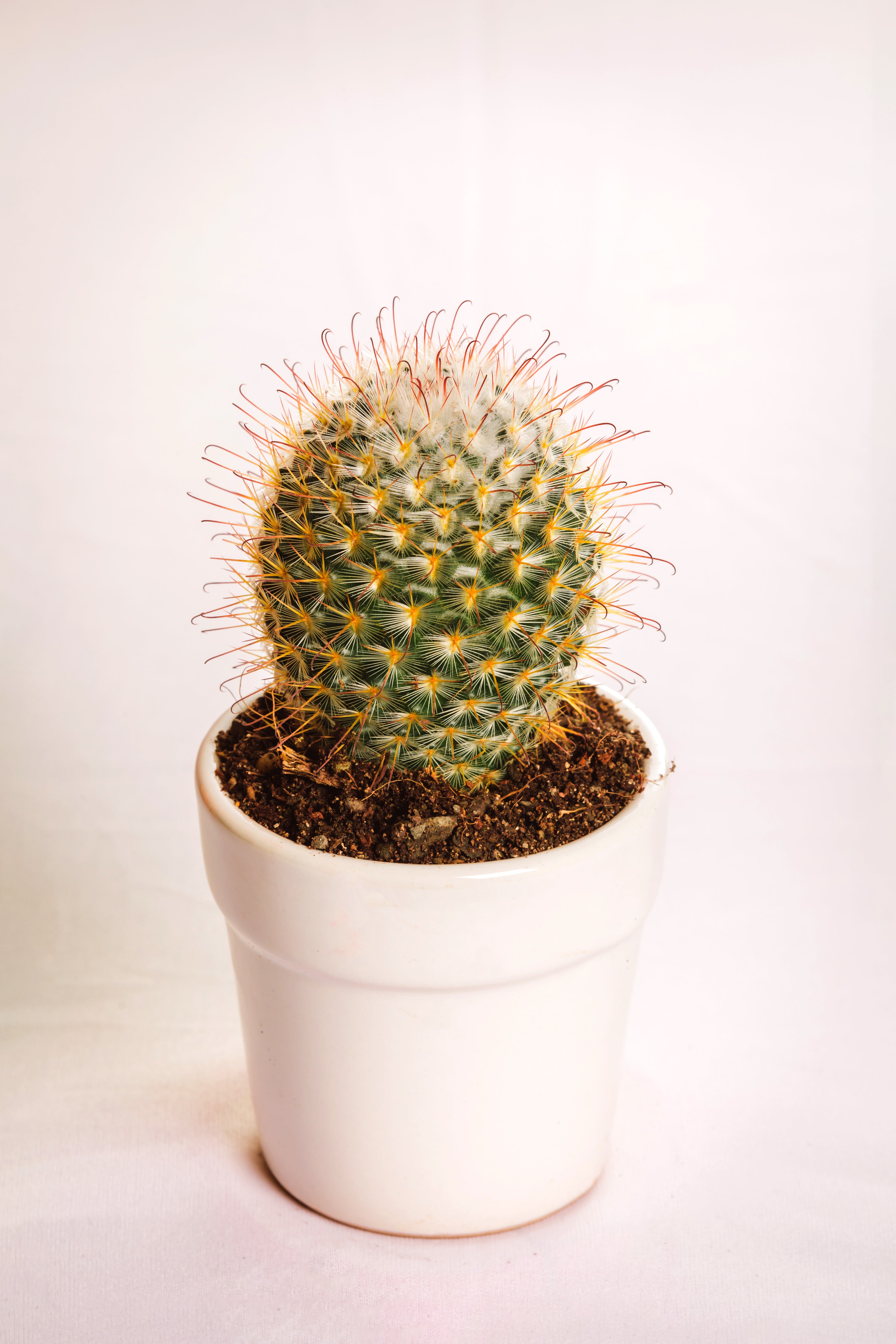 Mammilaria Bombycina