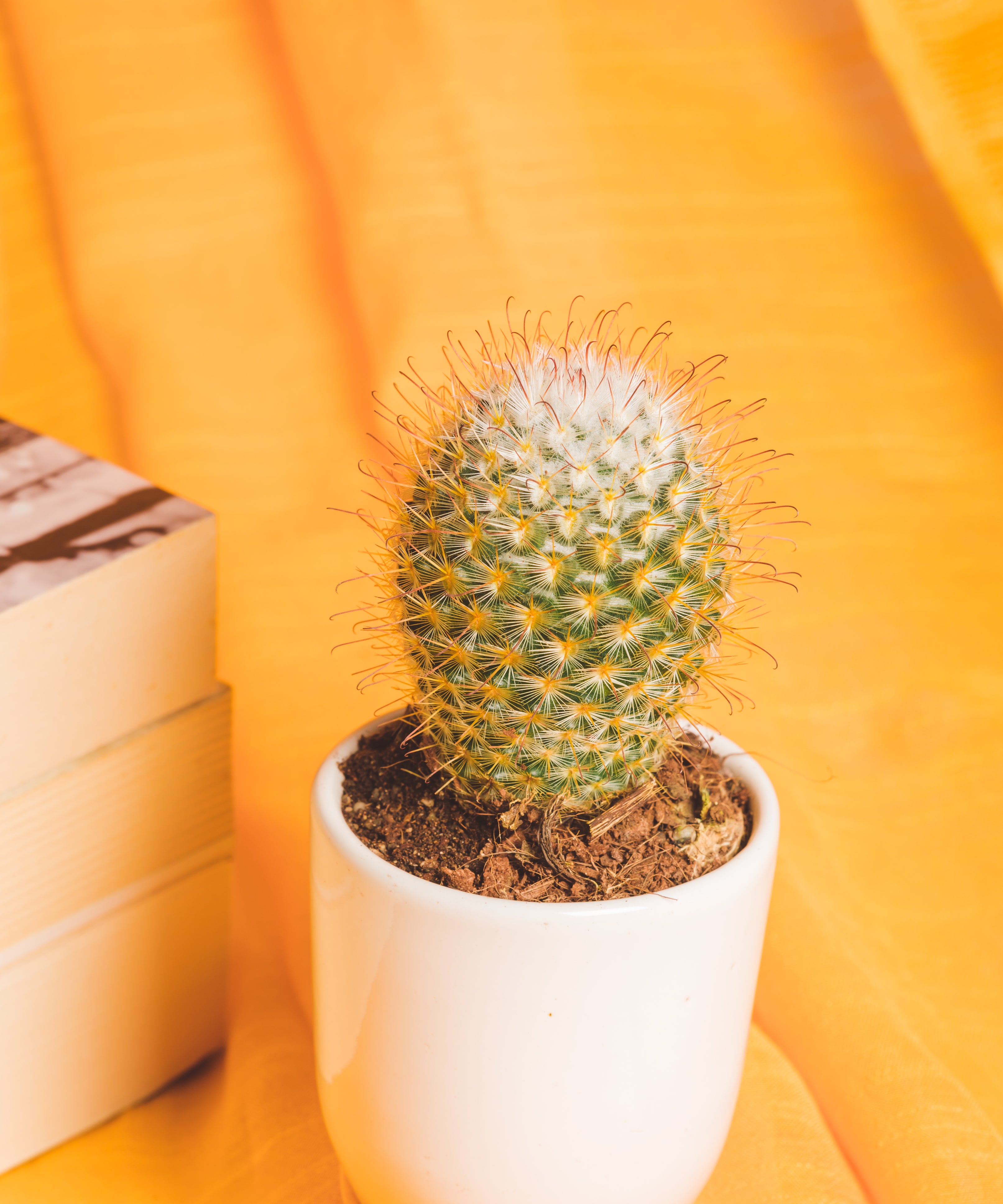Mammilaria Bombycina
