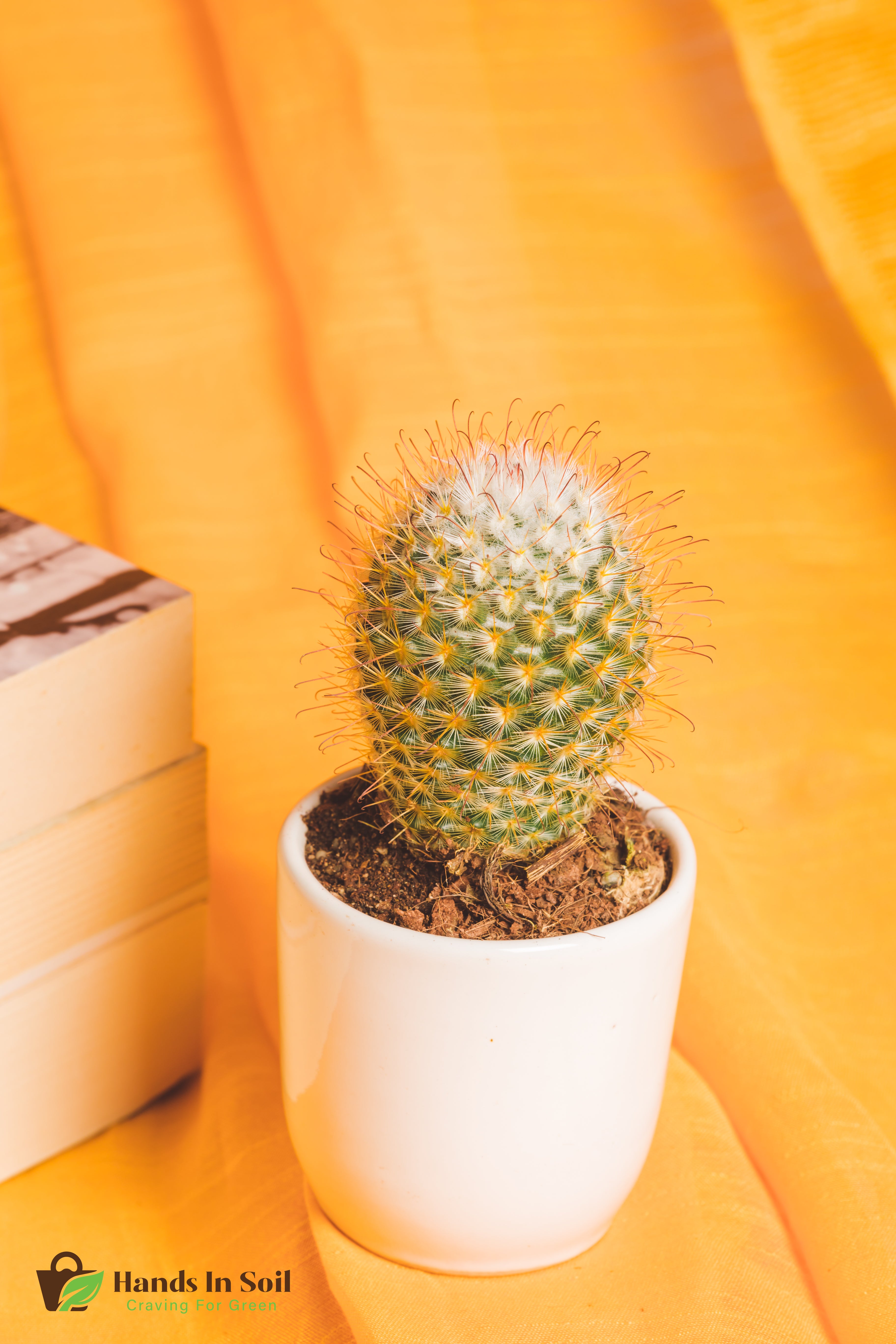 Mammilaria Bombycina