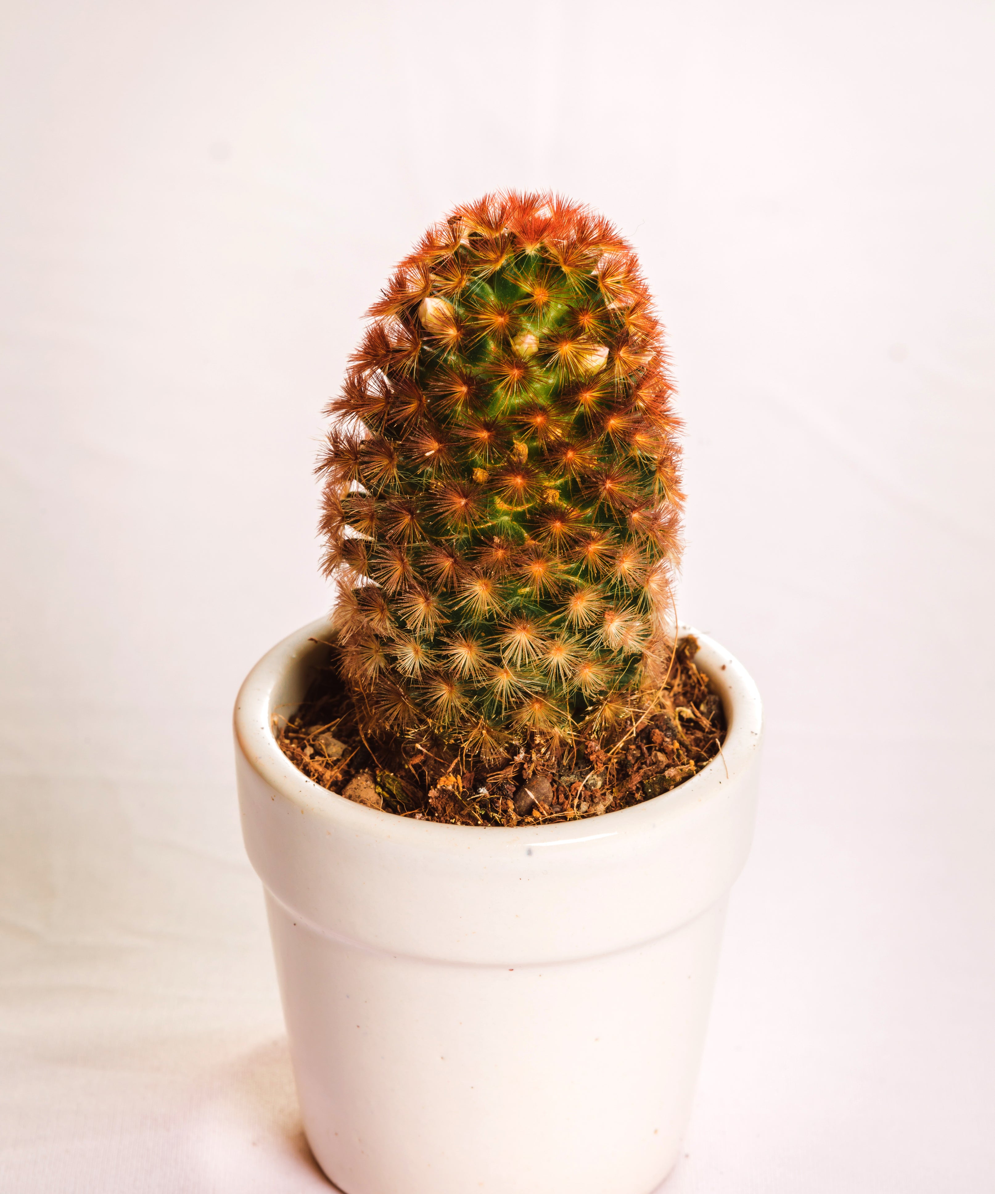 Mammilaria Carmenae Rubrispina