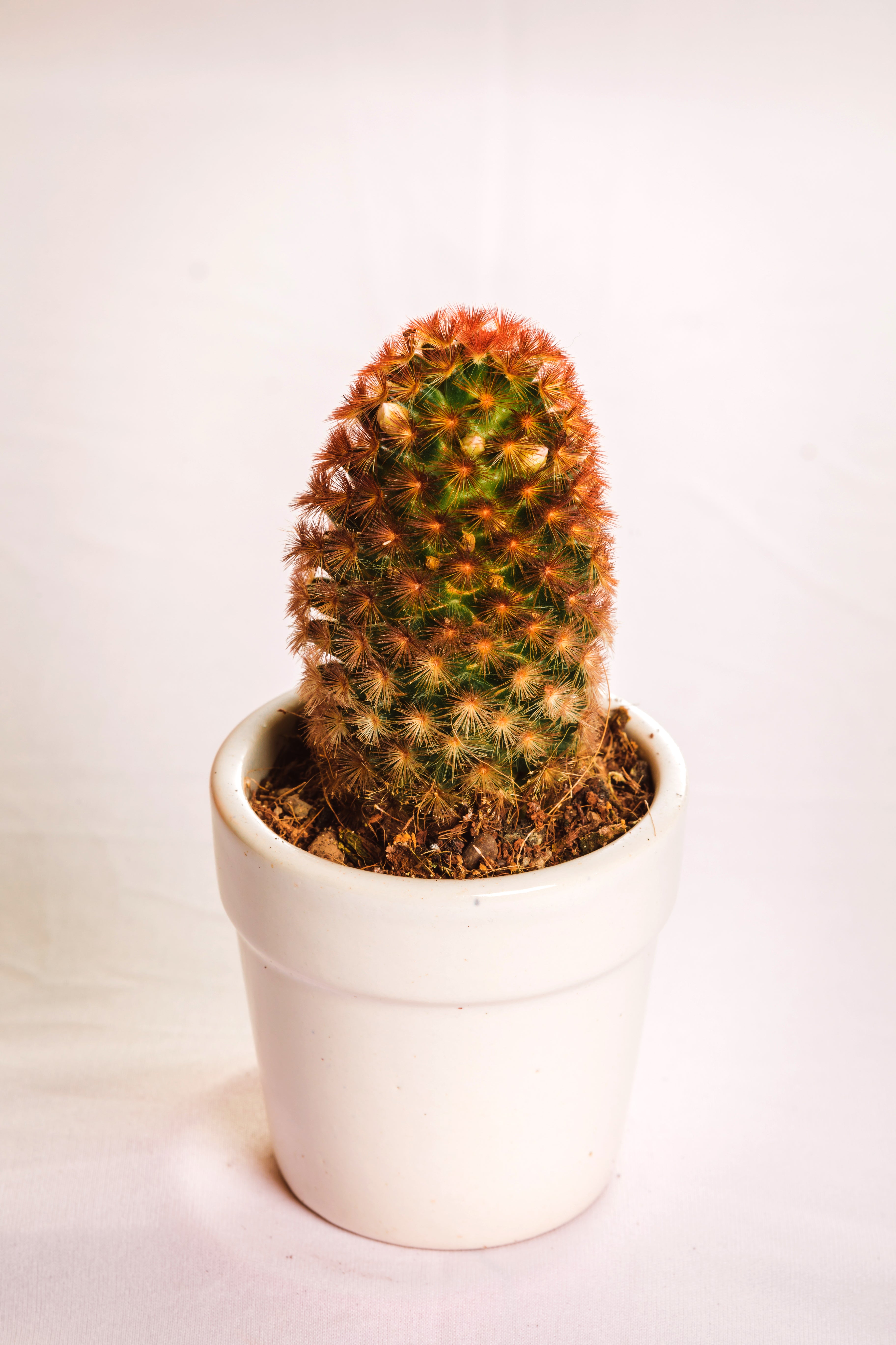 Mammilaria Carmenae Rubrispina