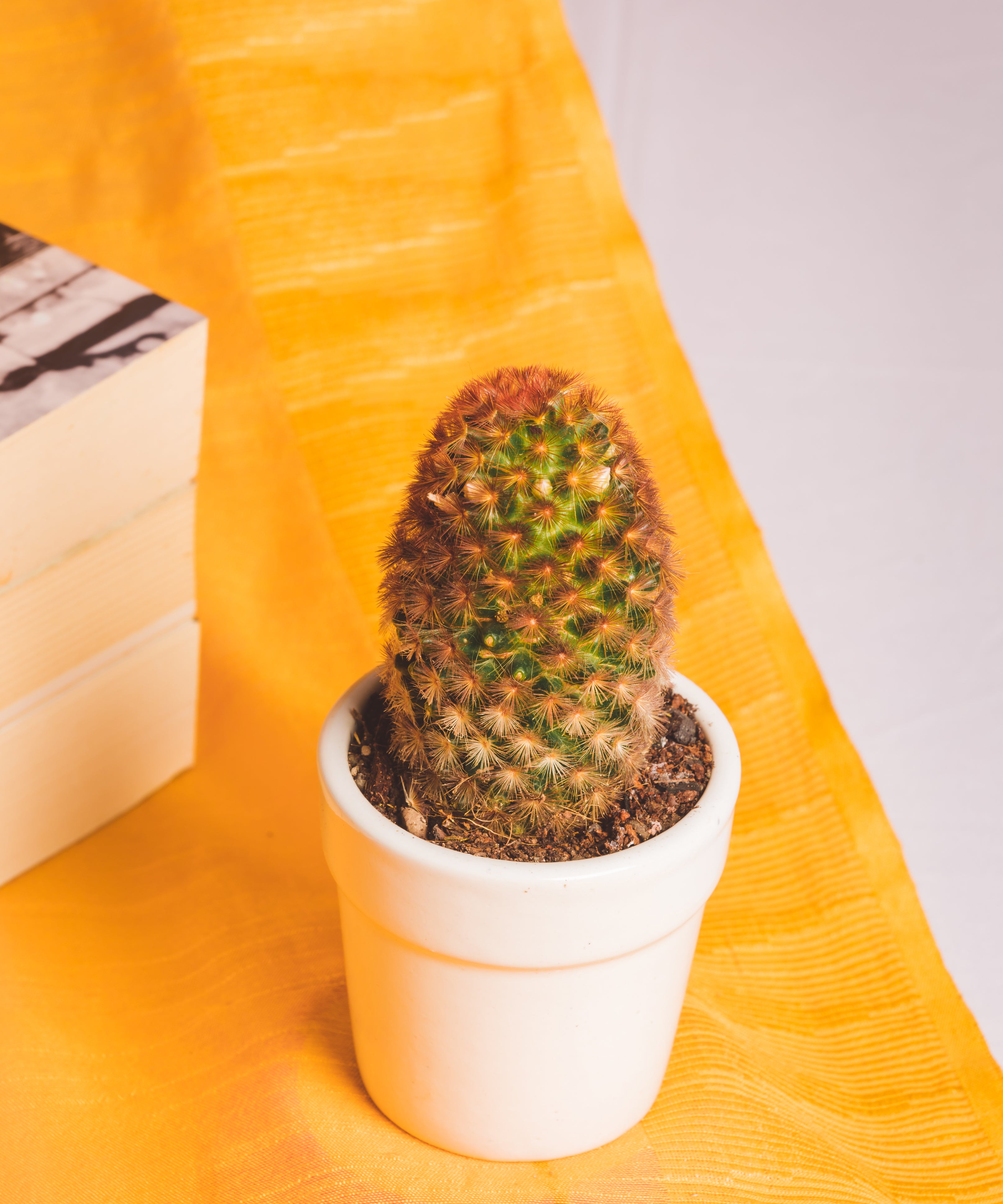 Mammilaria Carmenae Rubrispina