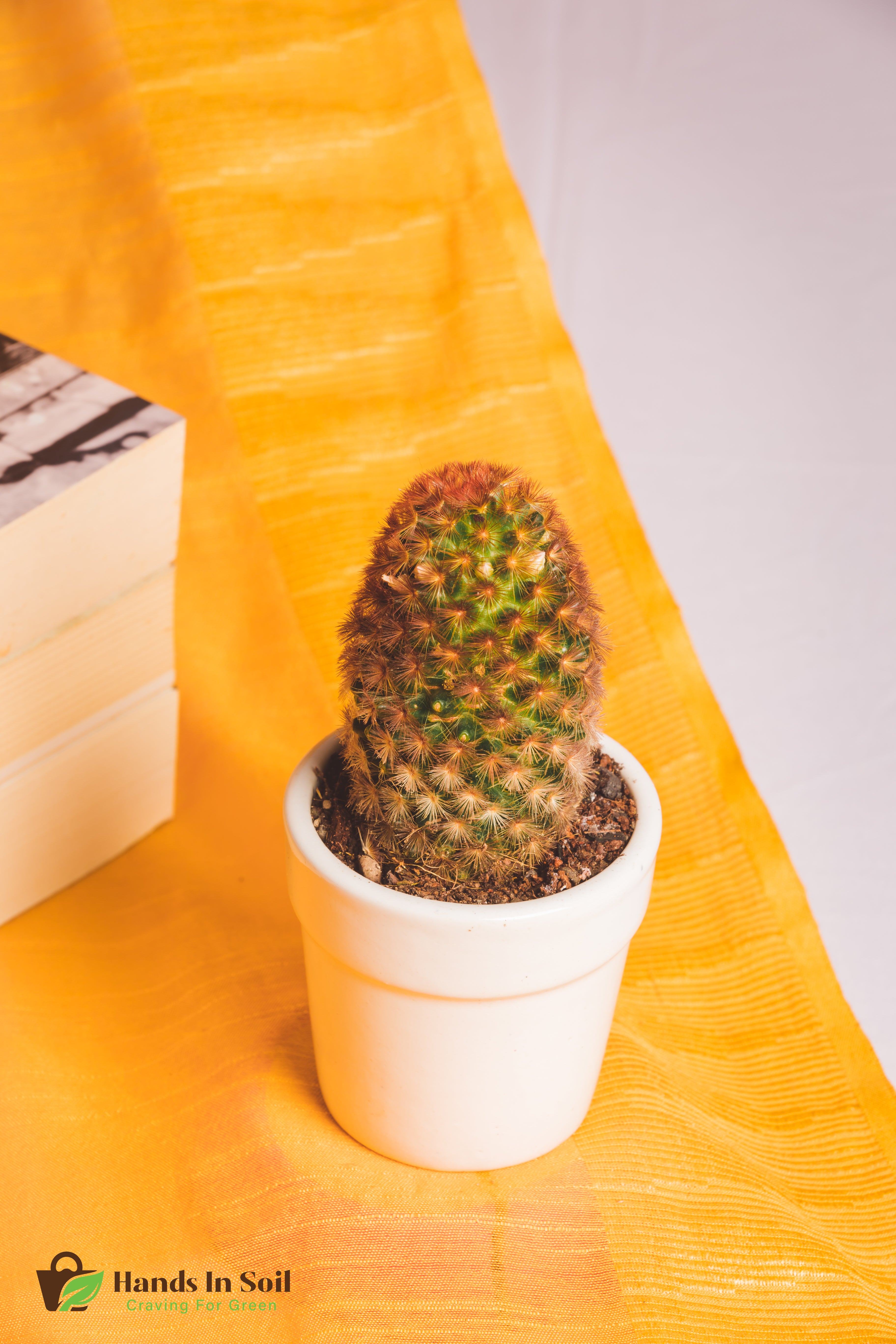 Mammilaria Carmenae Rubrispina