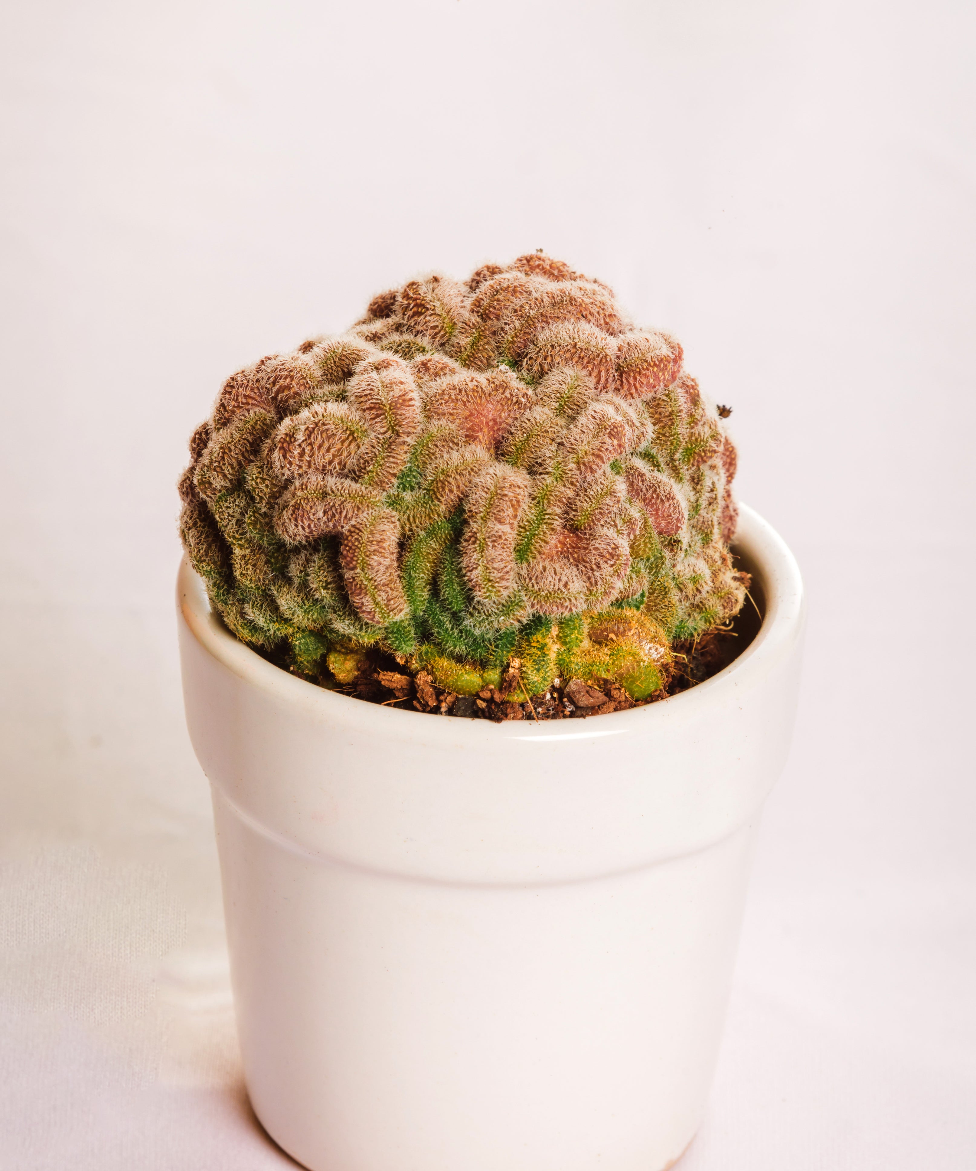 Mammilaria Compressa Cv Yokan