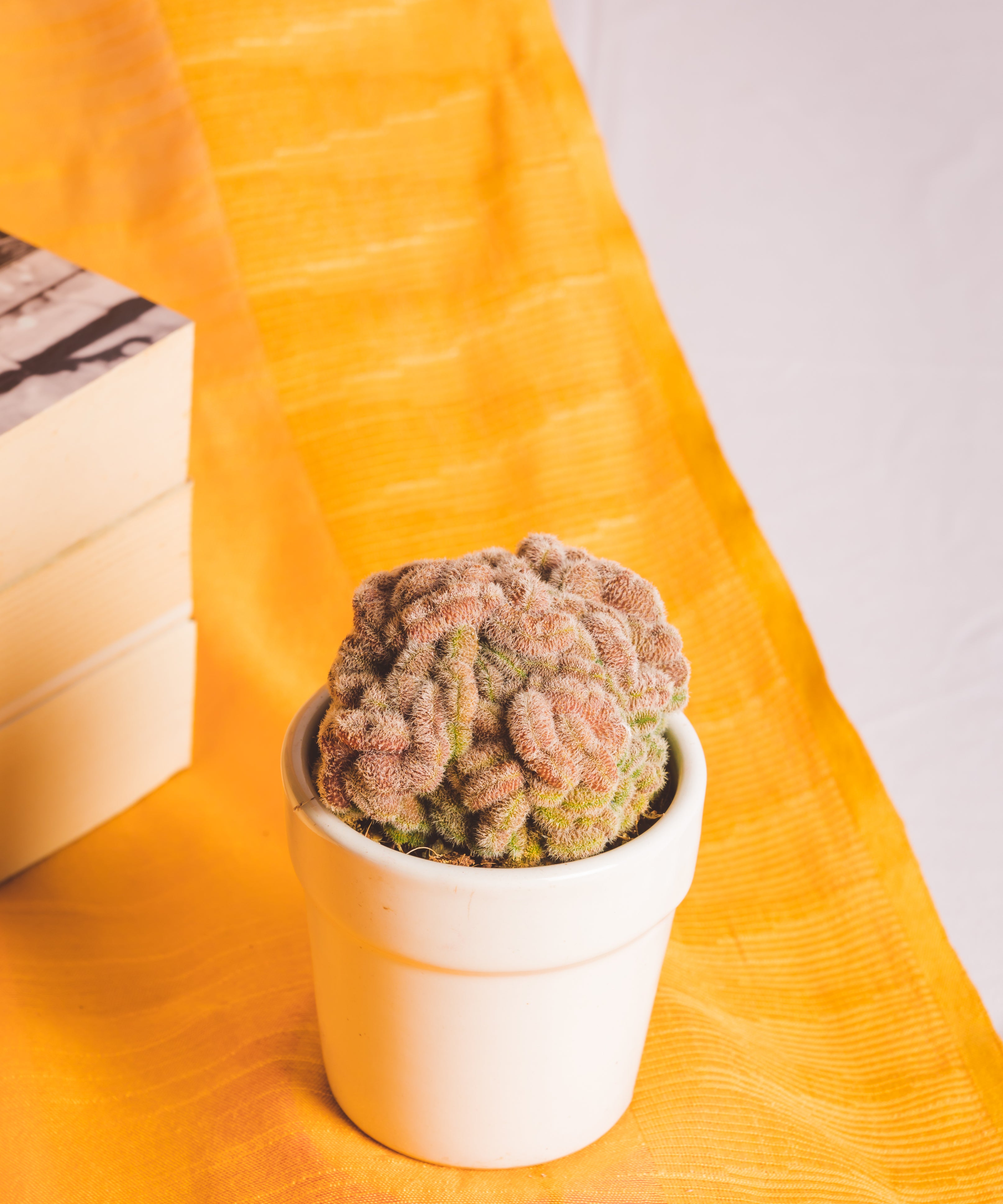 Mammilaria Compressa Cv Yokan