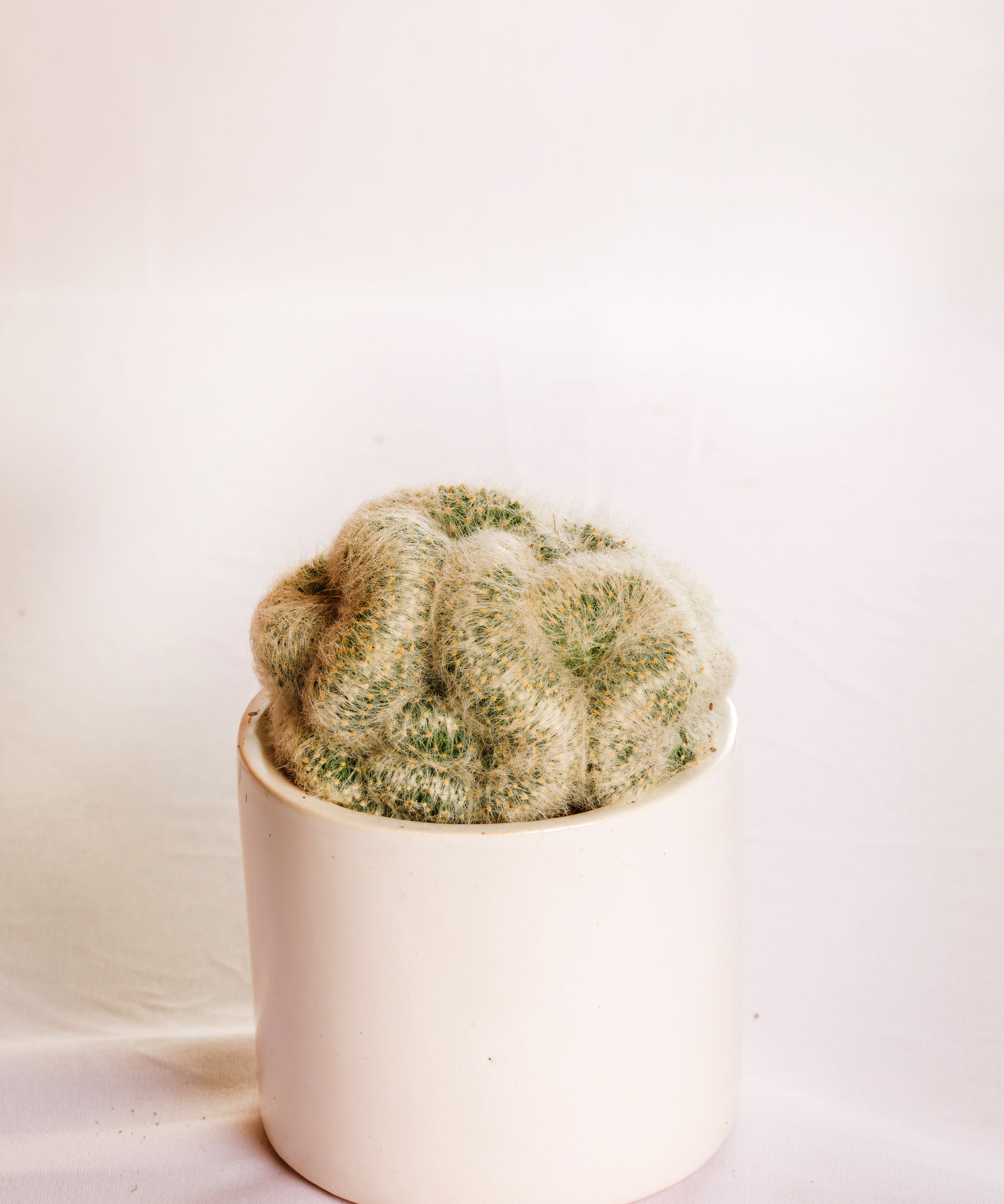 Mammillaria Albicoma Cristata