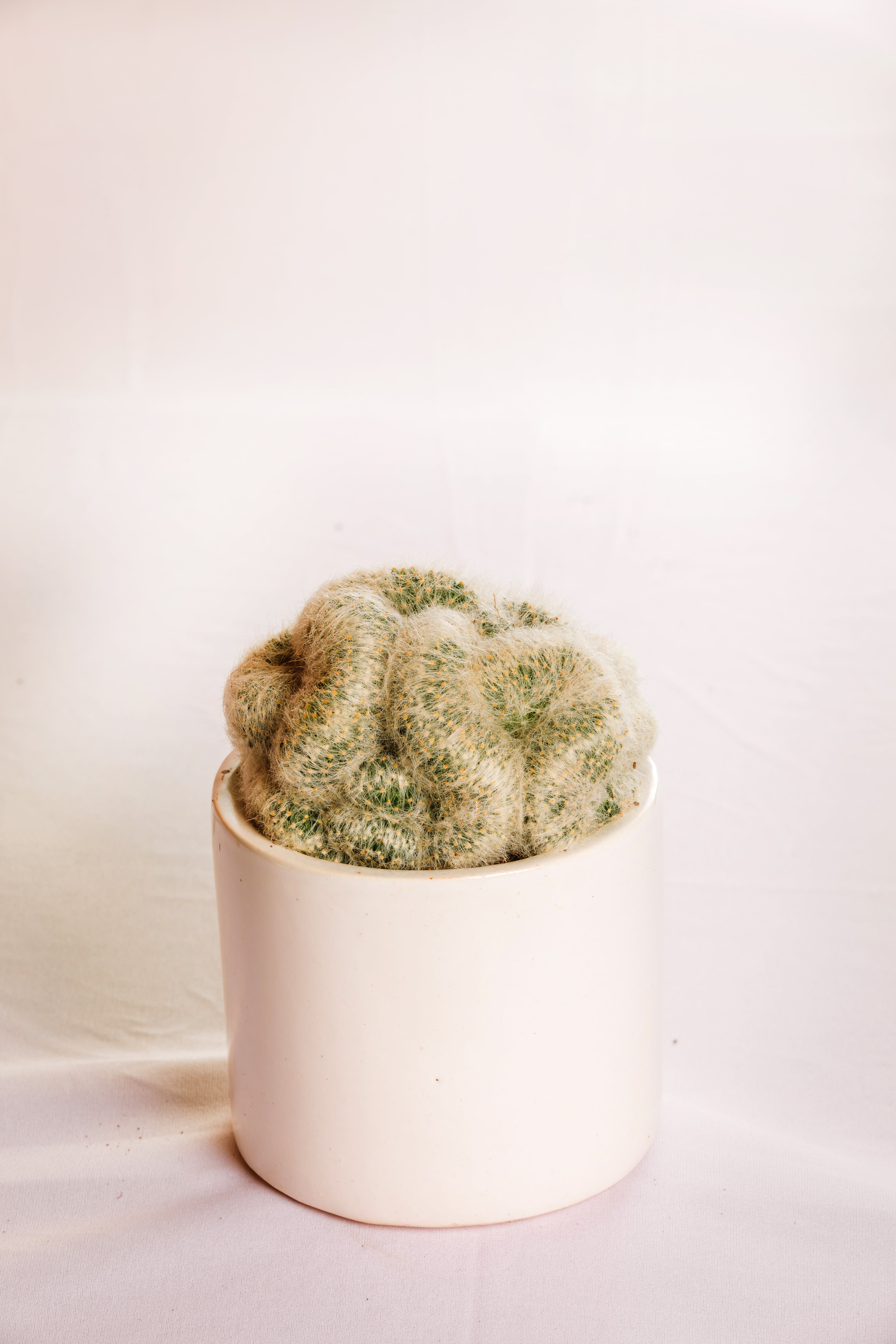 Mammillaria Albicoma Cristata